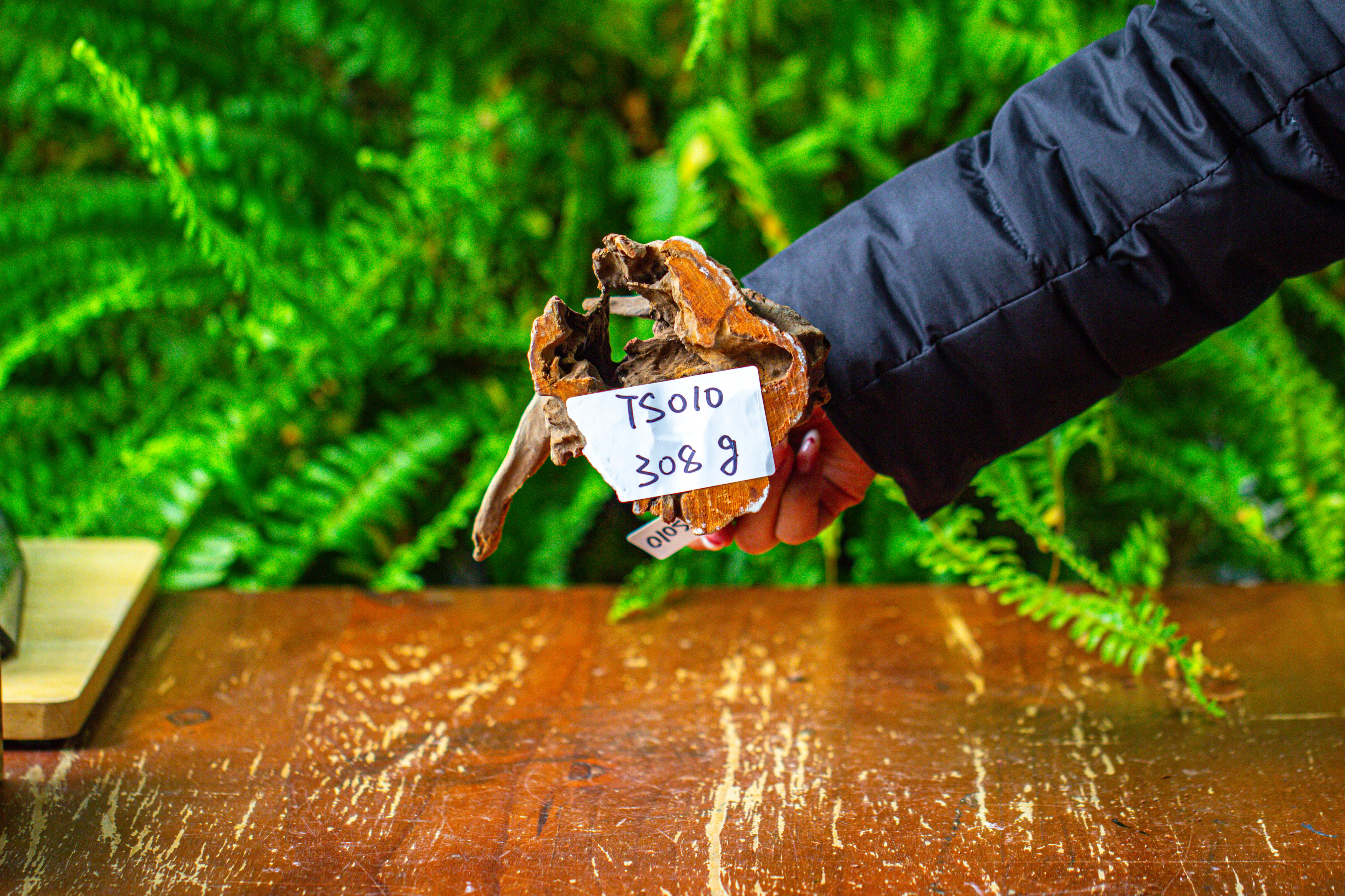 driftwood for moss terrarium, miniature, micro landscape,TS010 - NCYPgarden