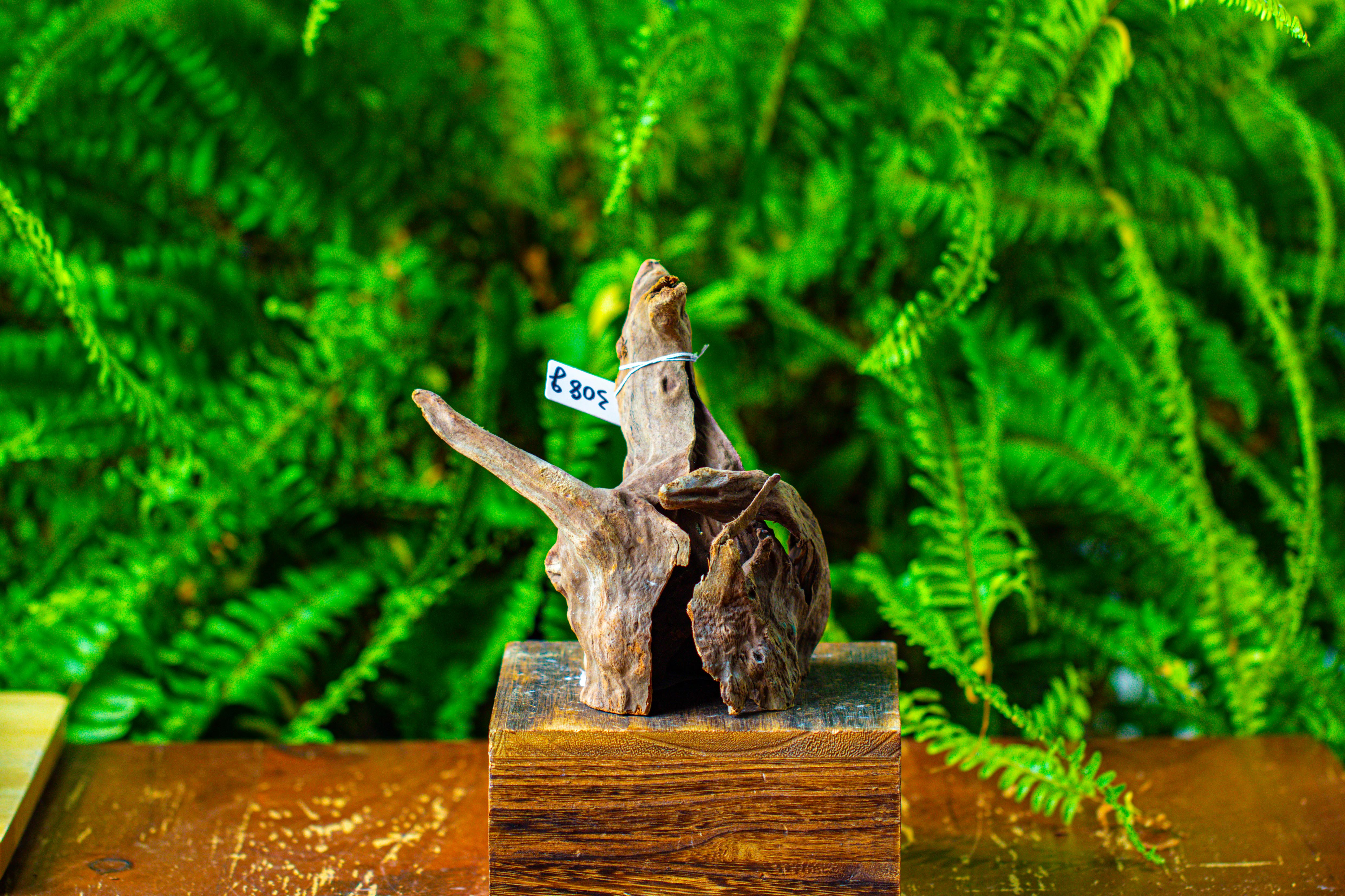 driftwood for moss terrarium, miniature, micro landscape,TS010 - NCYPgarden