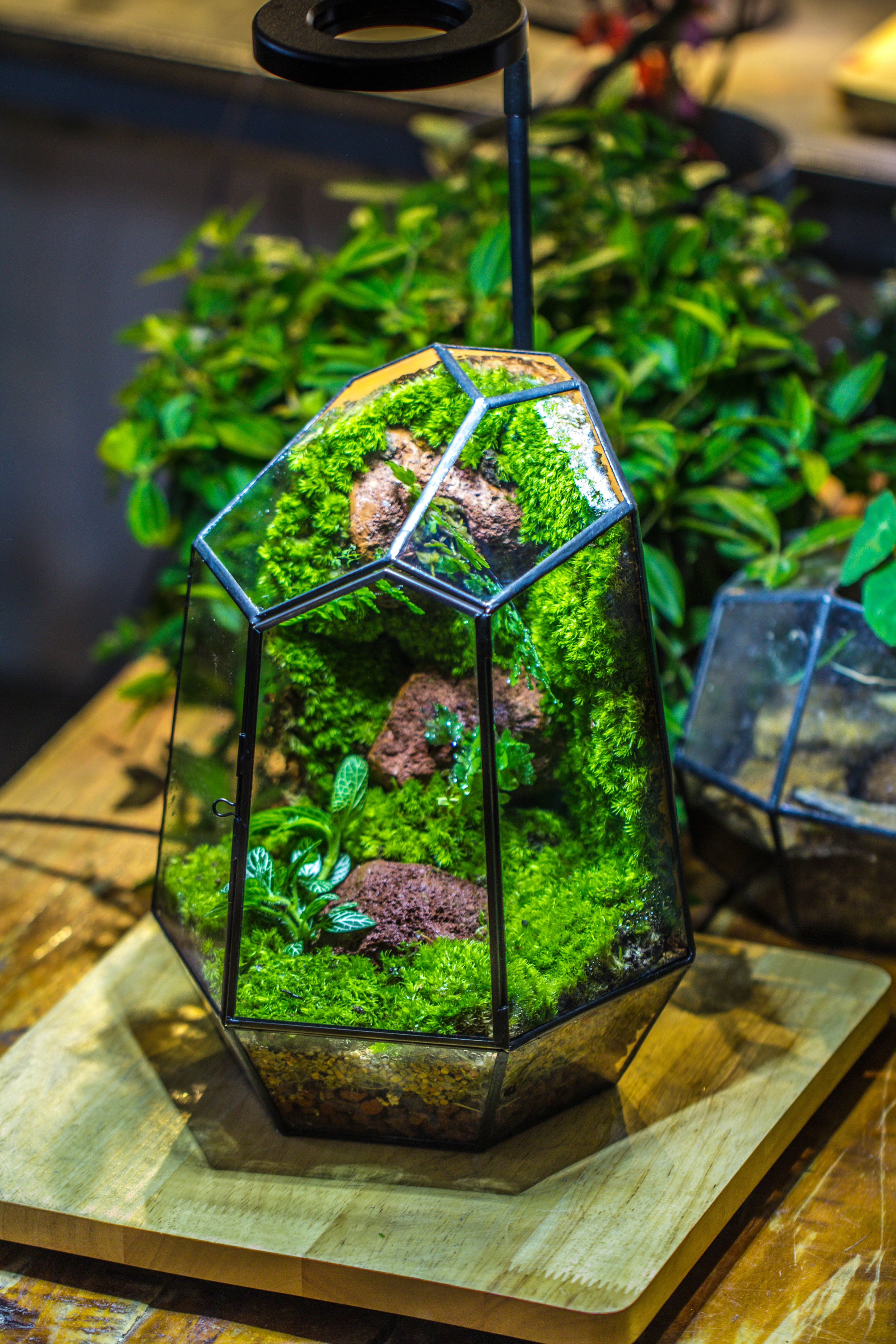 Rainforest terrarium project: Live Moss Wall Iregular Terrarium Building Kit with matching LED Grow Light and Base - NCYPgarden