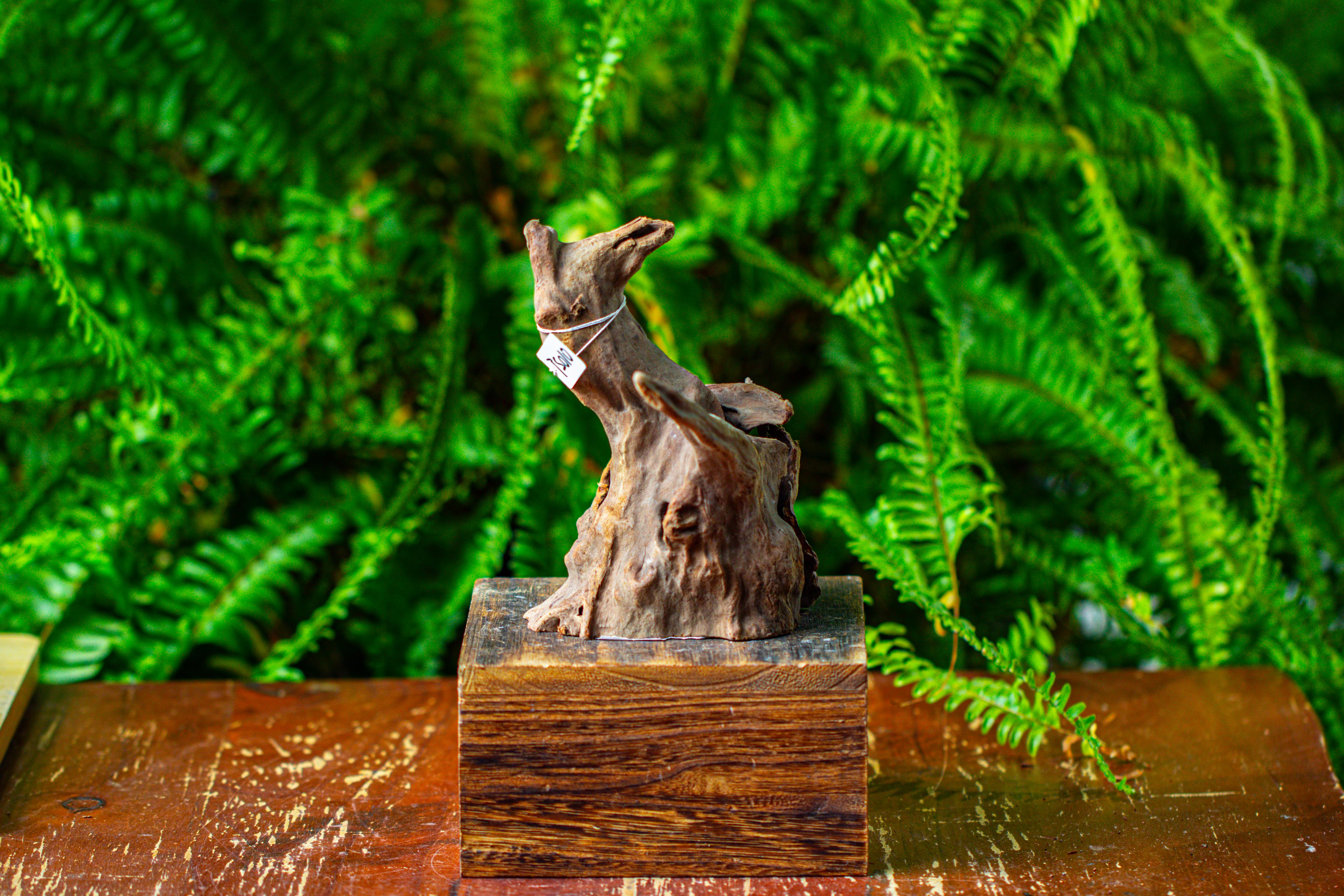 driftwood for moss terrarium, miniature, micro landscape,TS010 - NCYPgarden