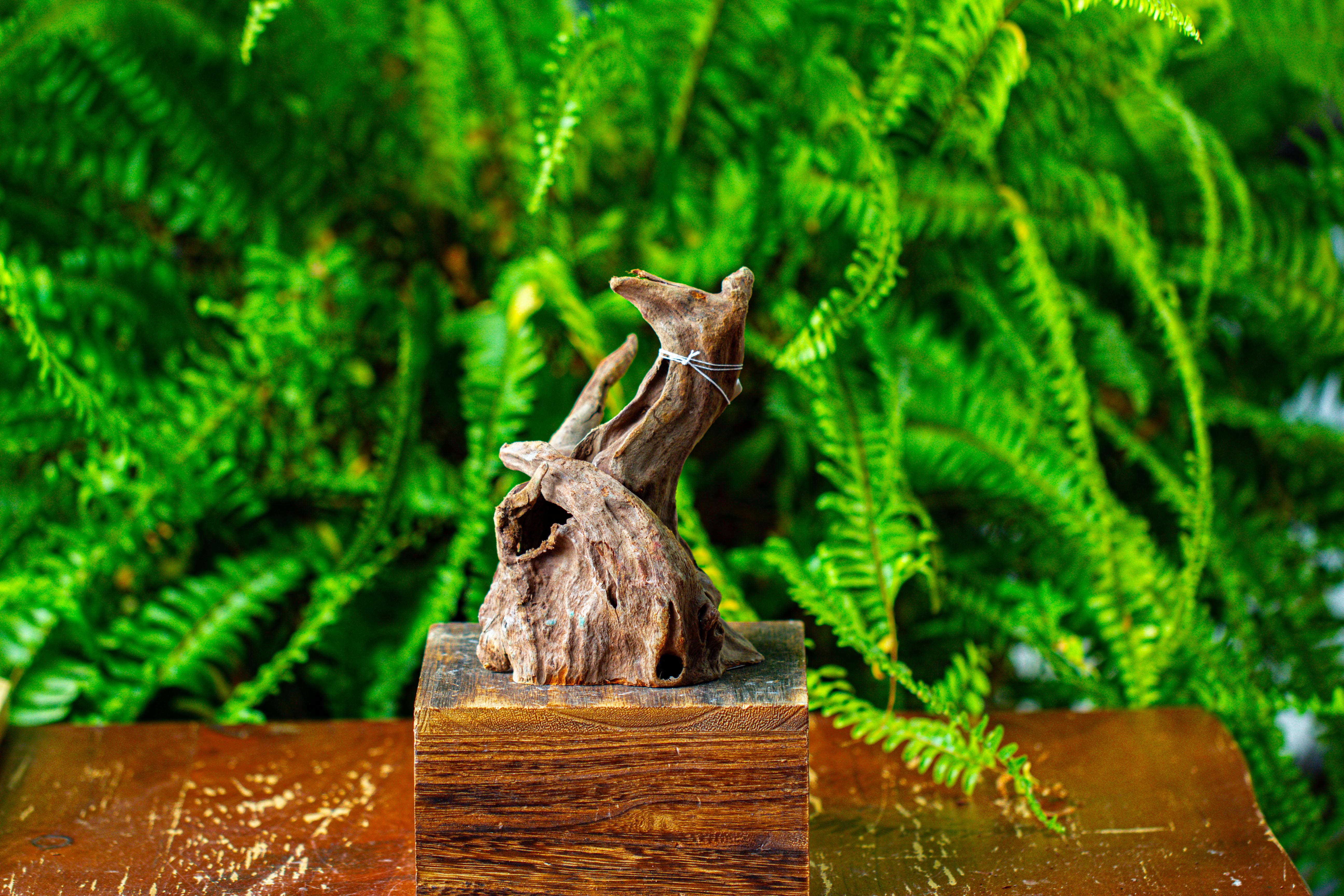 driftwood for moss terrarium, miniature, micro landscape,TS010 - NCYPgarden