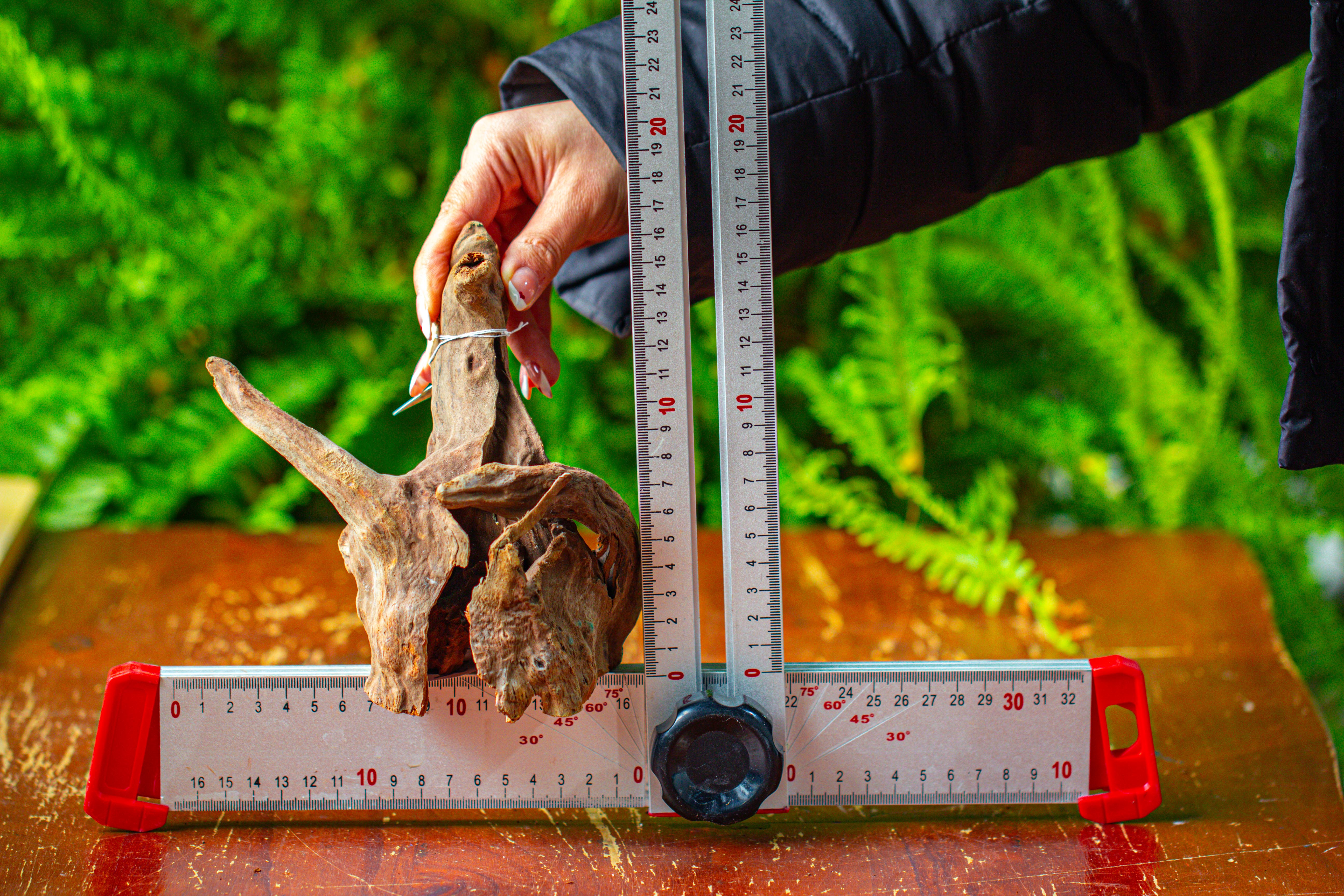 driftwood for moss terrarium, miniature, micro landscape,TS010 - NCYPgarden