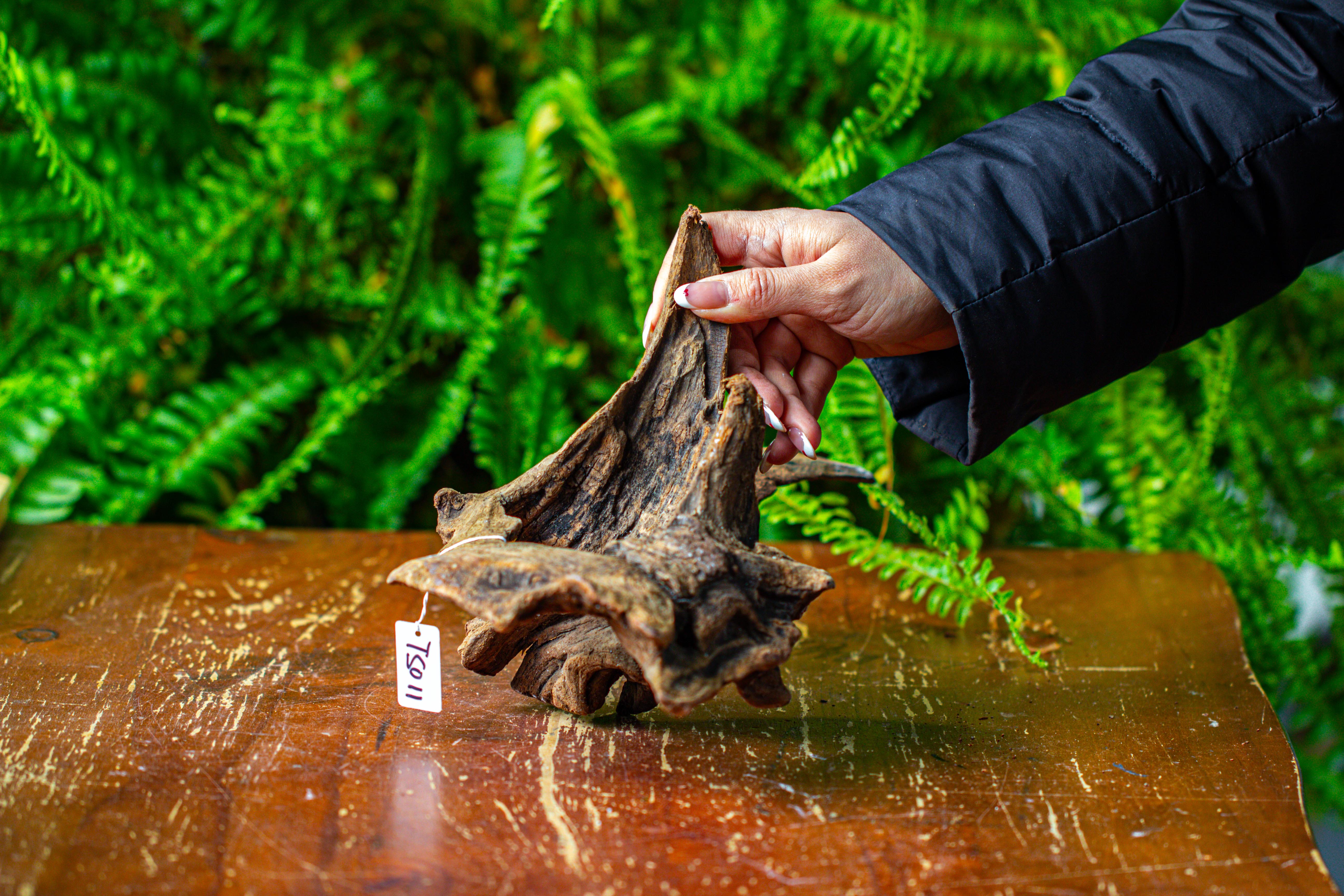 driftwood for moss terrarium, miniature, micro landscape,TS011 - NCYPgarden