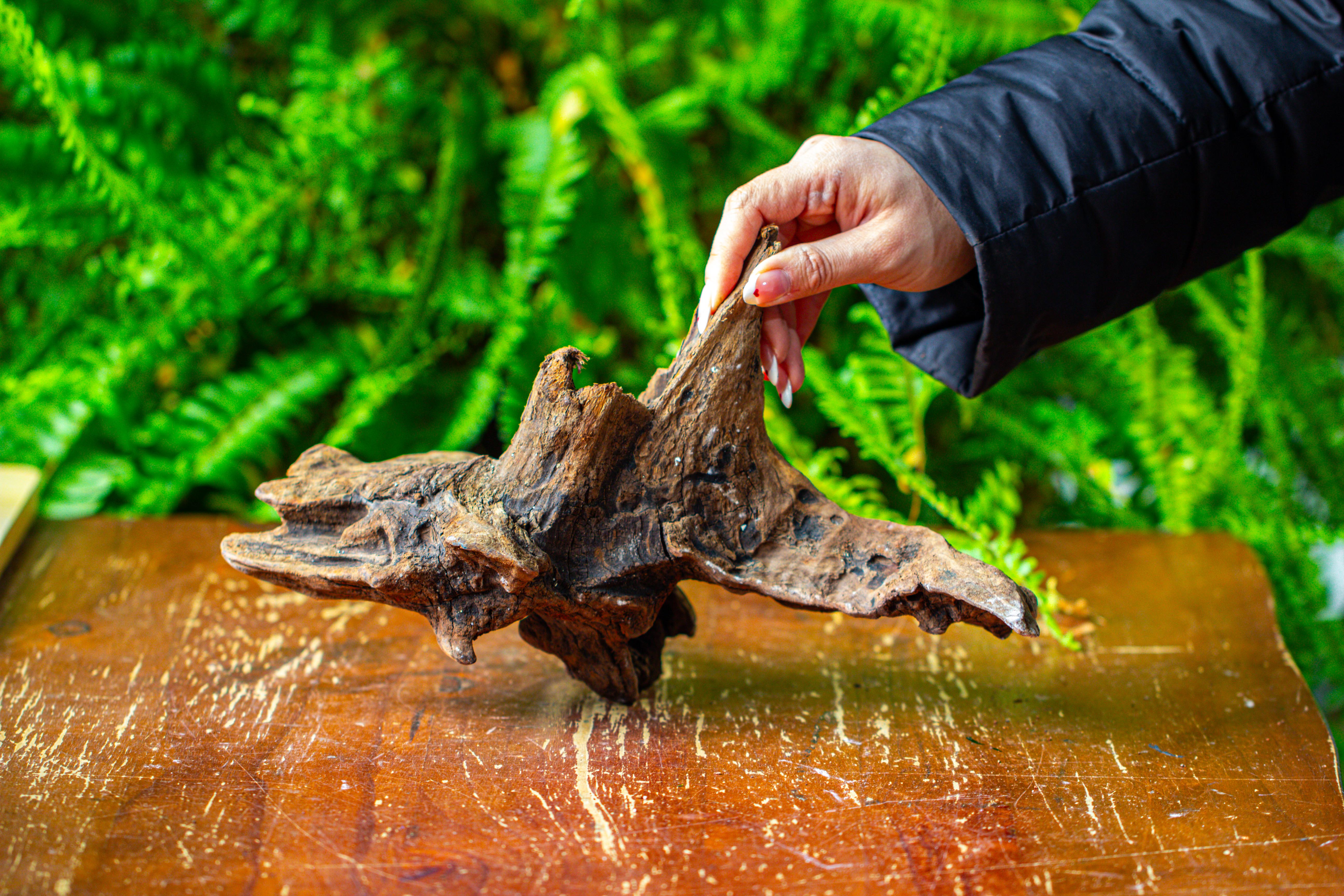 driftwood for moss terrarium, miniature, micro landscape,TS011 - NCYPgarden
