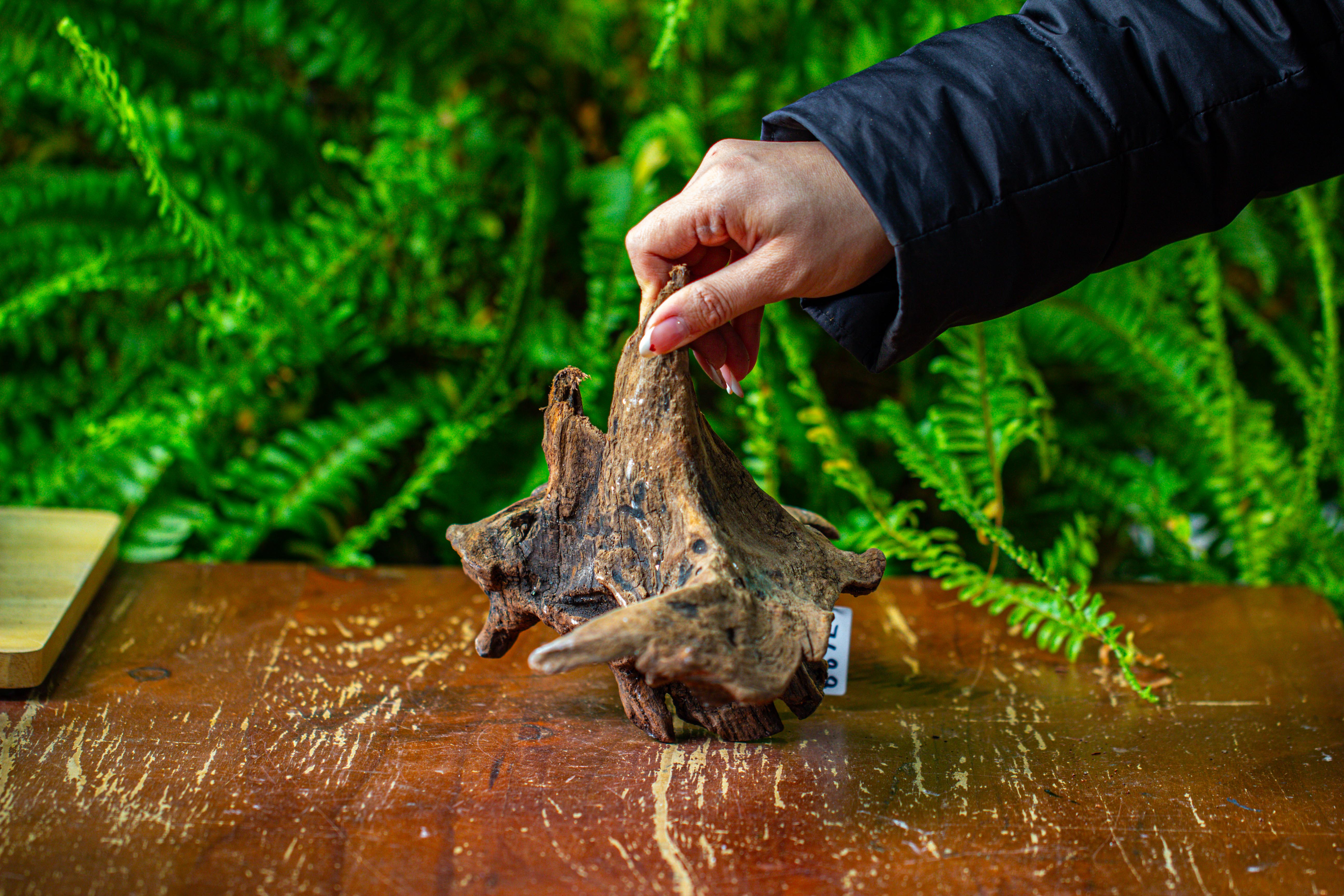 driftwood for moss terrarium, miniature, micro landscape,TS011 - NCYPgarden