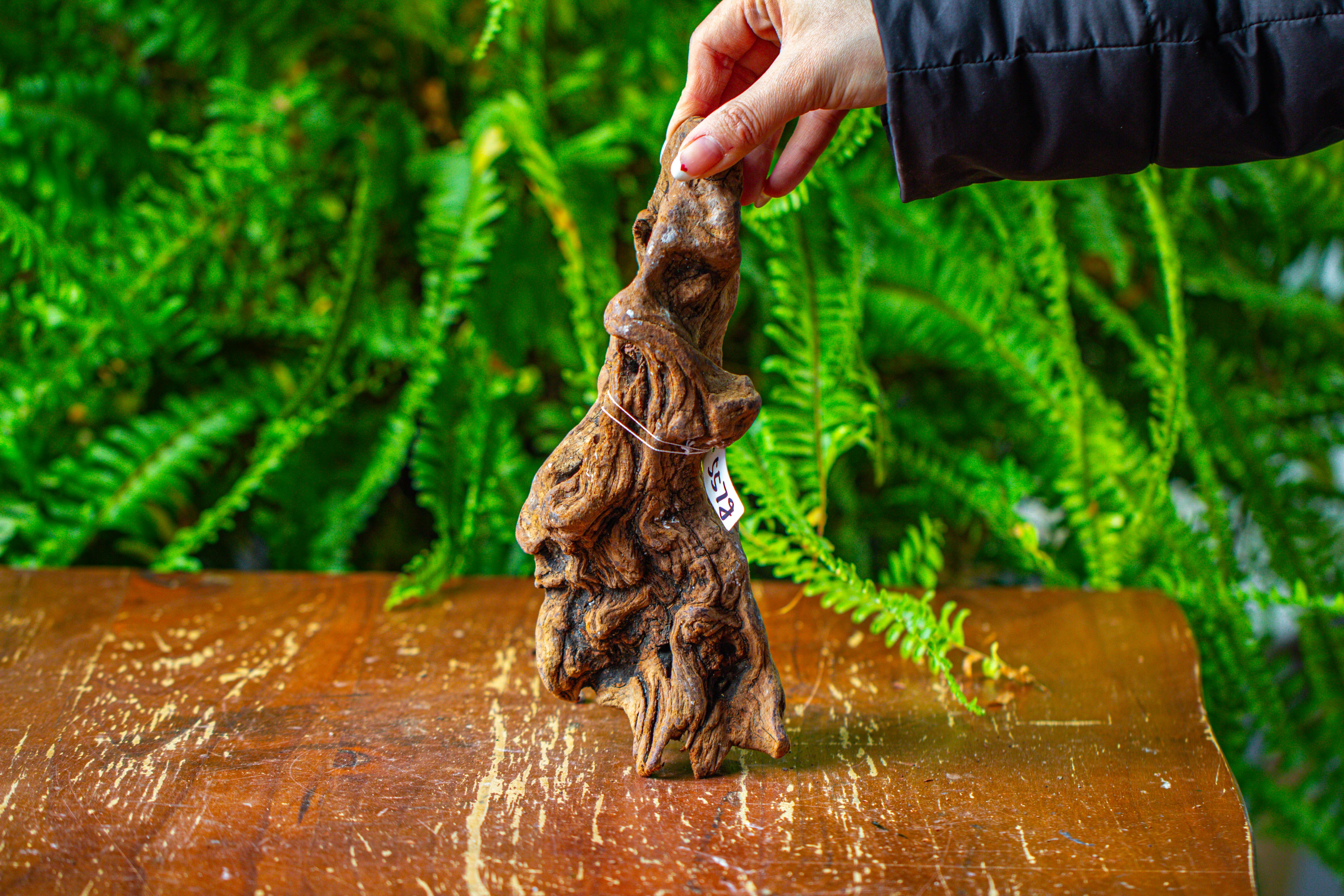 driftwood for moss terrarium, miniature, micro landscape,TS008 - NCYPgarden