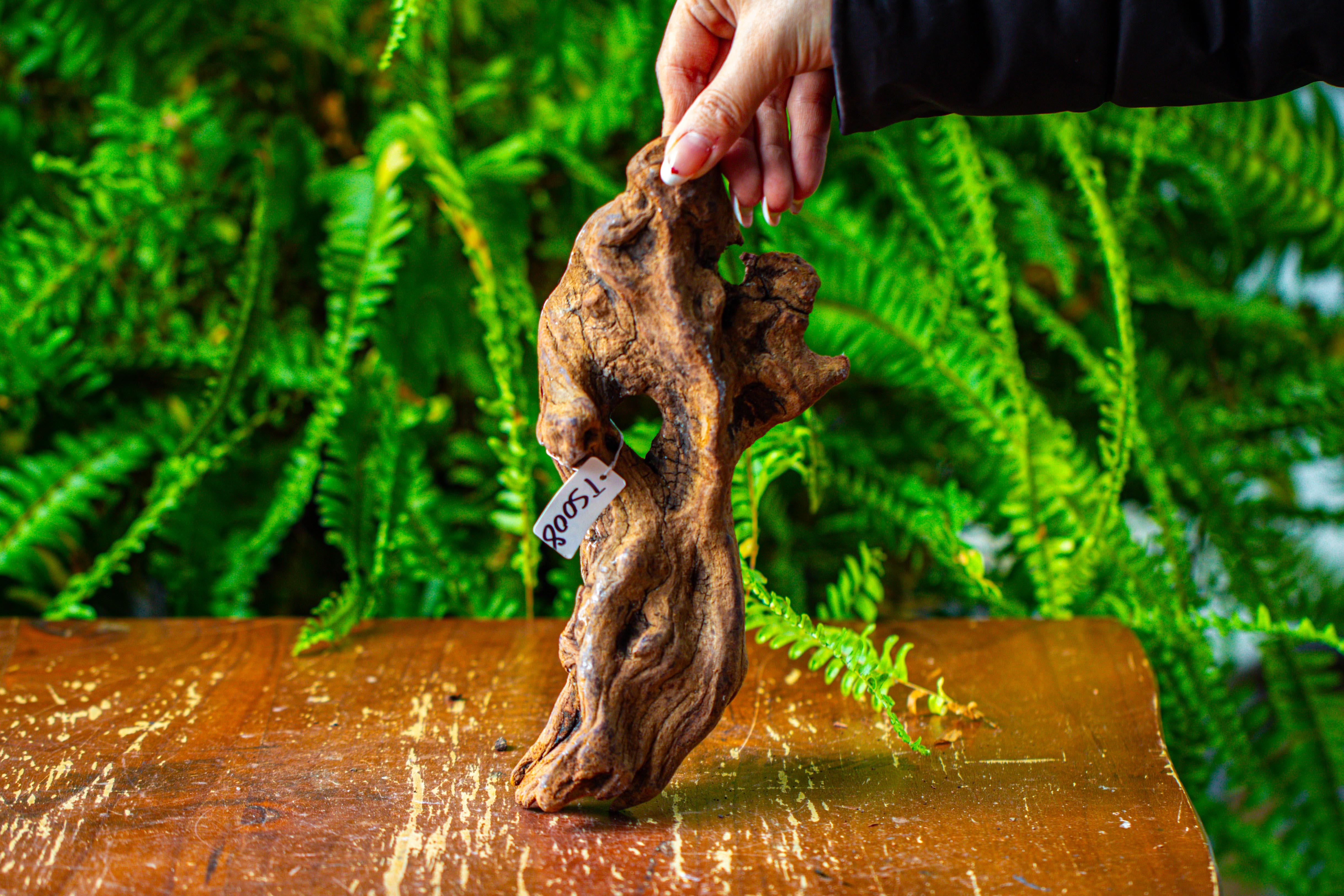 driftwood for moss terrarium, miniature, micro landscape,TS008 - NCYPgarden