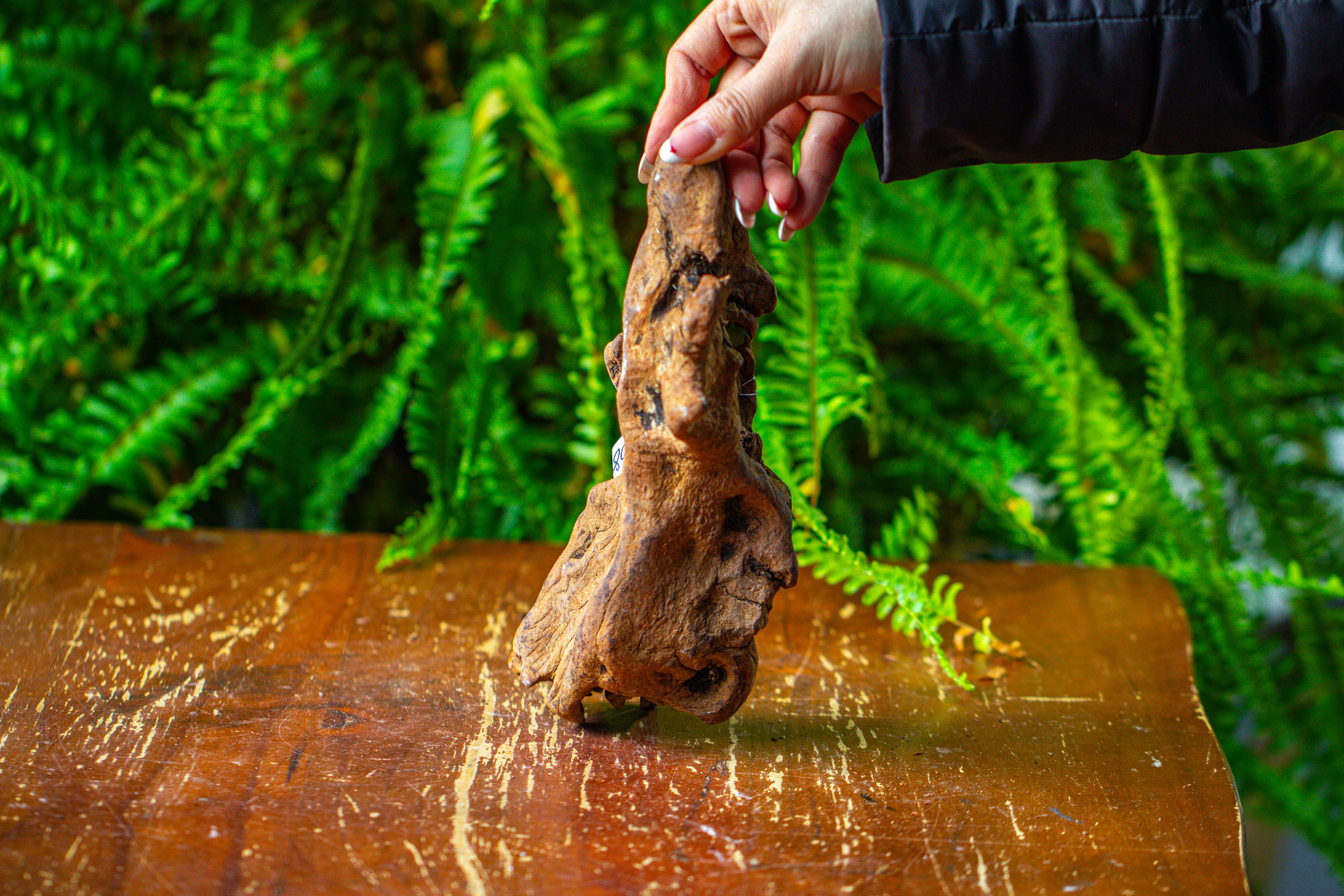 driftwood for moss terrarium, miniature, micro landscape,TS008 - NCYPgarden