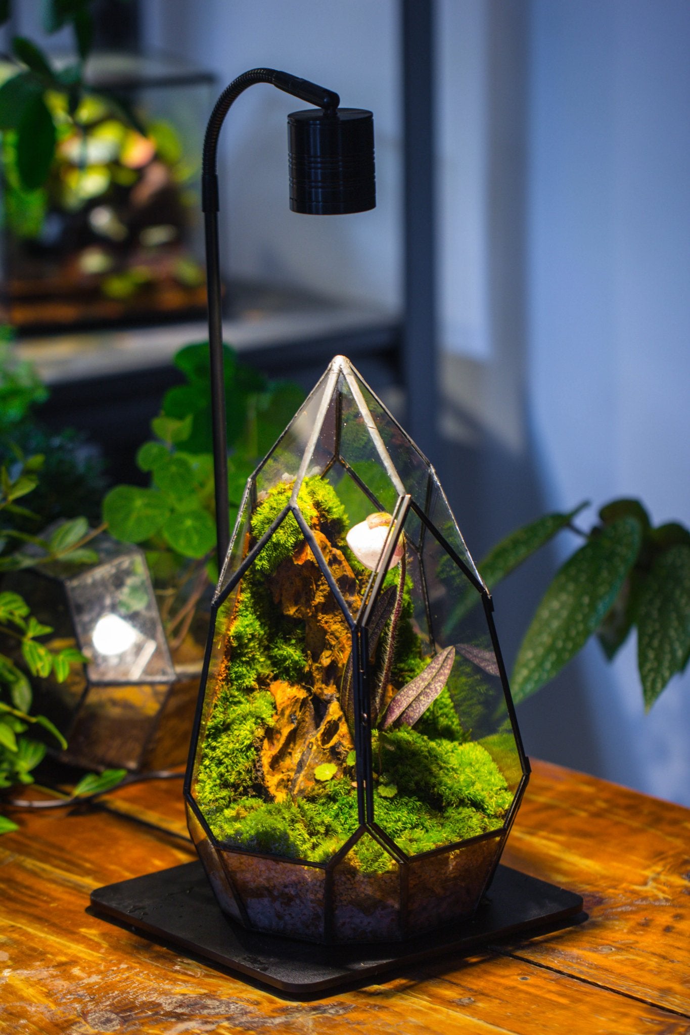 terrarium with live plants Cliff Terrarium Building Terrarium DIY SET with LED Grow Light Terrarium kit + warm White Light LED SET