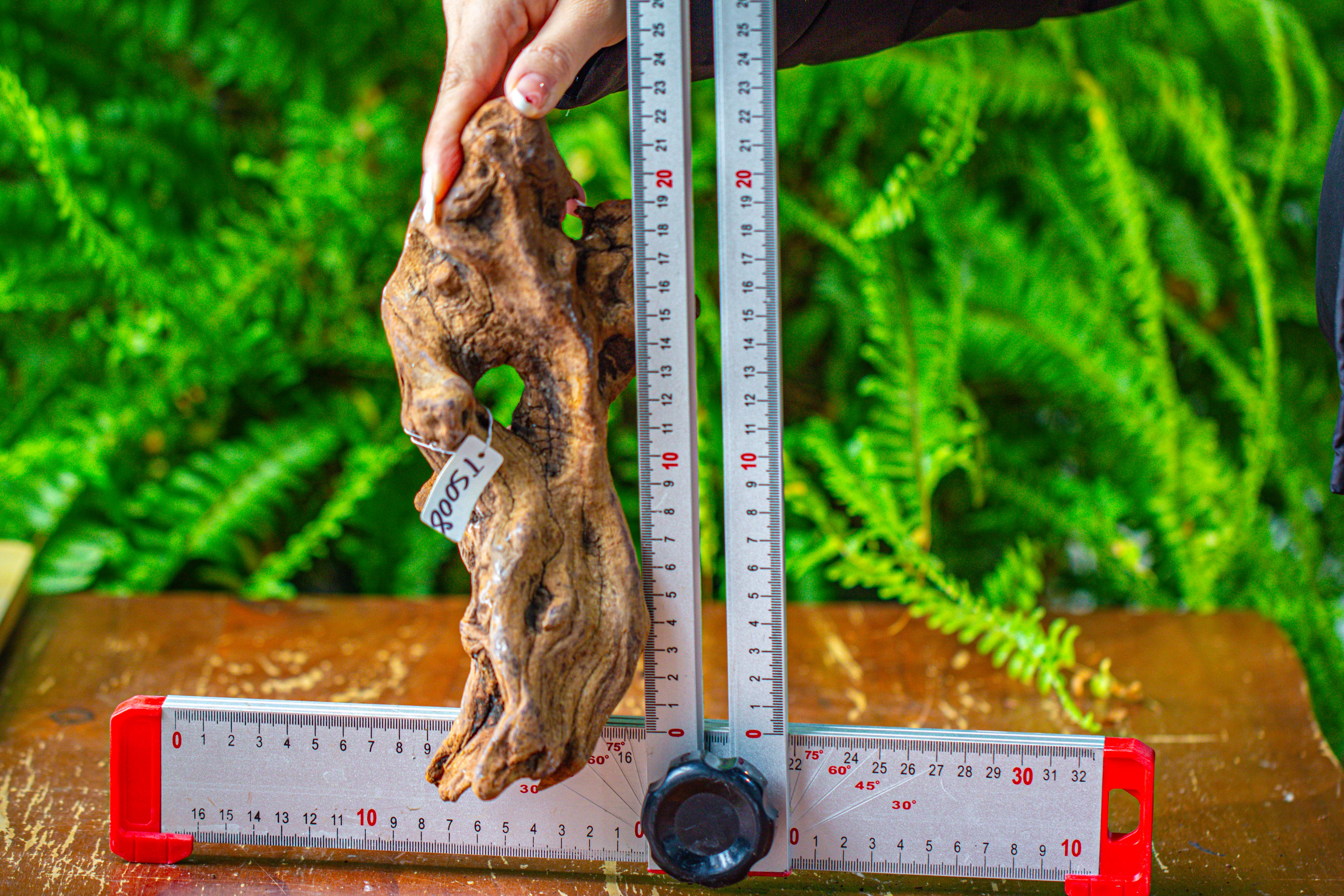 driftwood for moss terrarium, miniature, micro landscape,TS008 - NCYPgarden