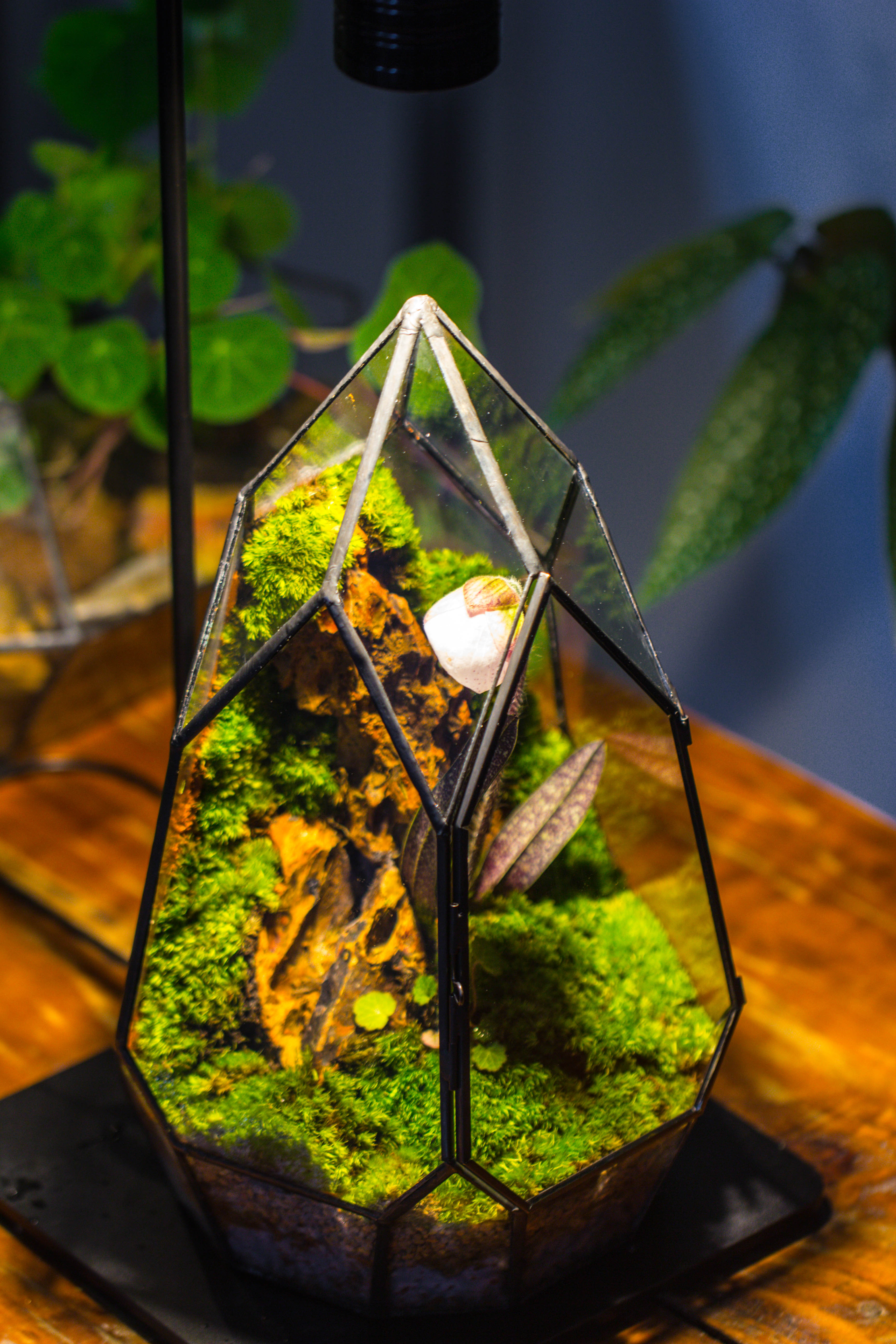 Cliff terrarium project: Live Moss Cliff TearDrop Close Terrarium Building Kit with matching LED Grow Light and Base - NCYPgarden