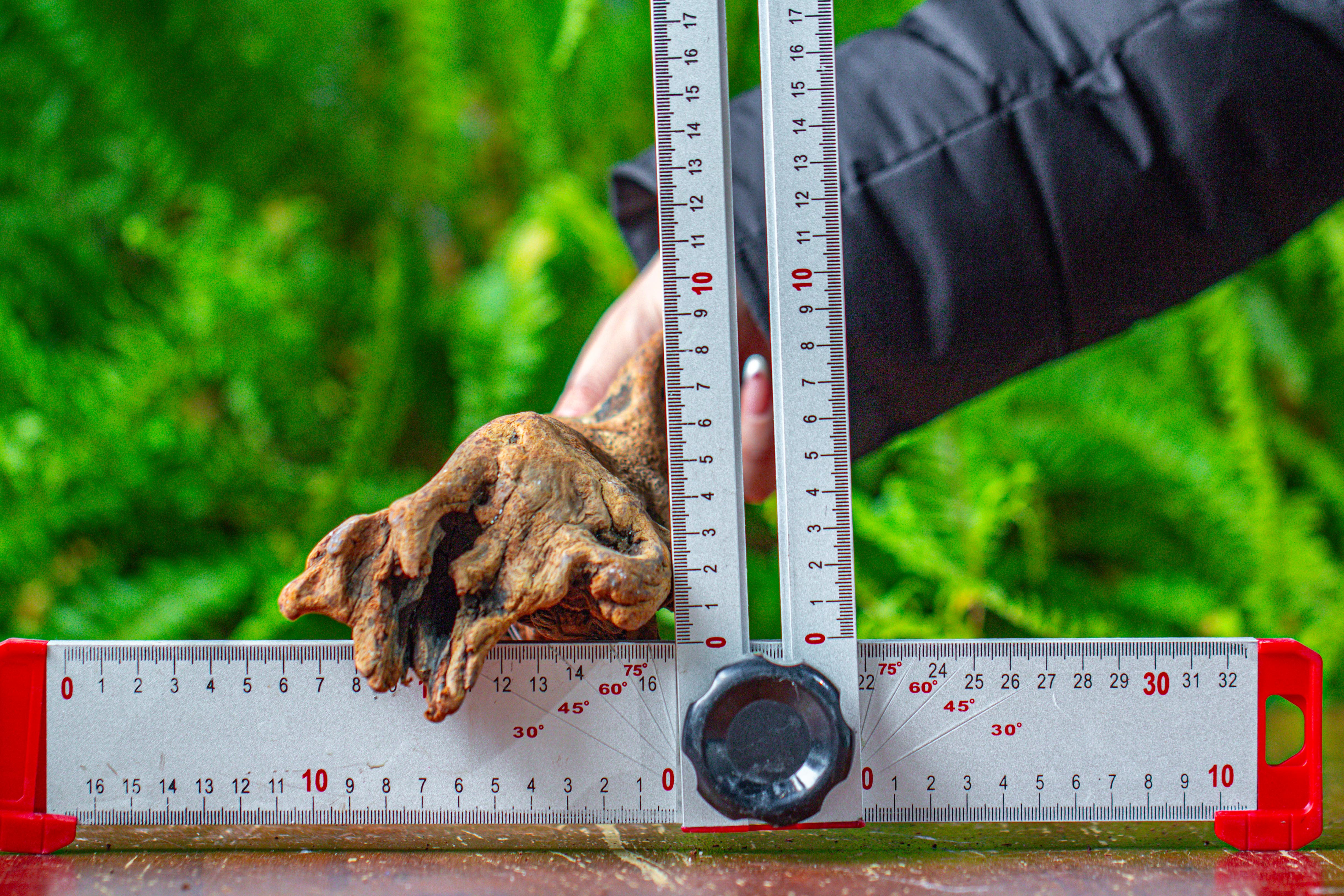 driftwood for moss terrarium, miniature, micro landscape,TS008 - NCYPgarden