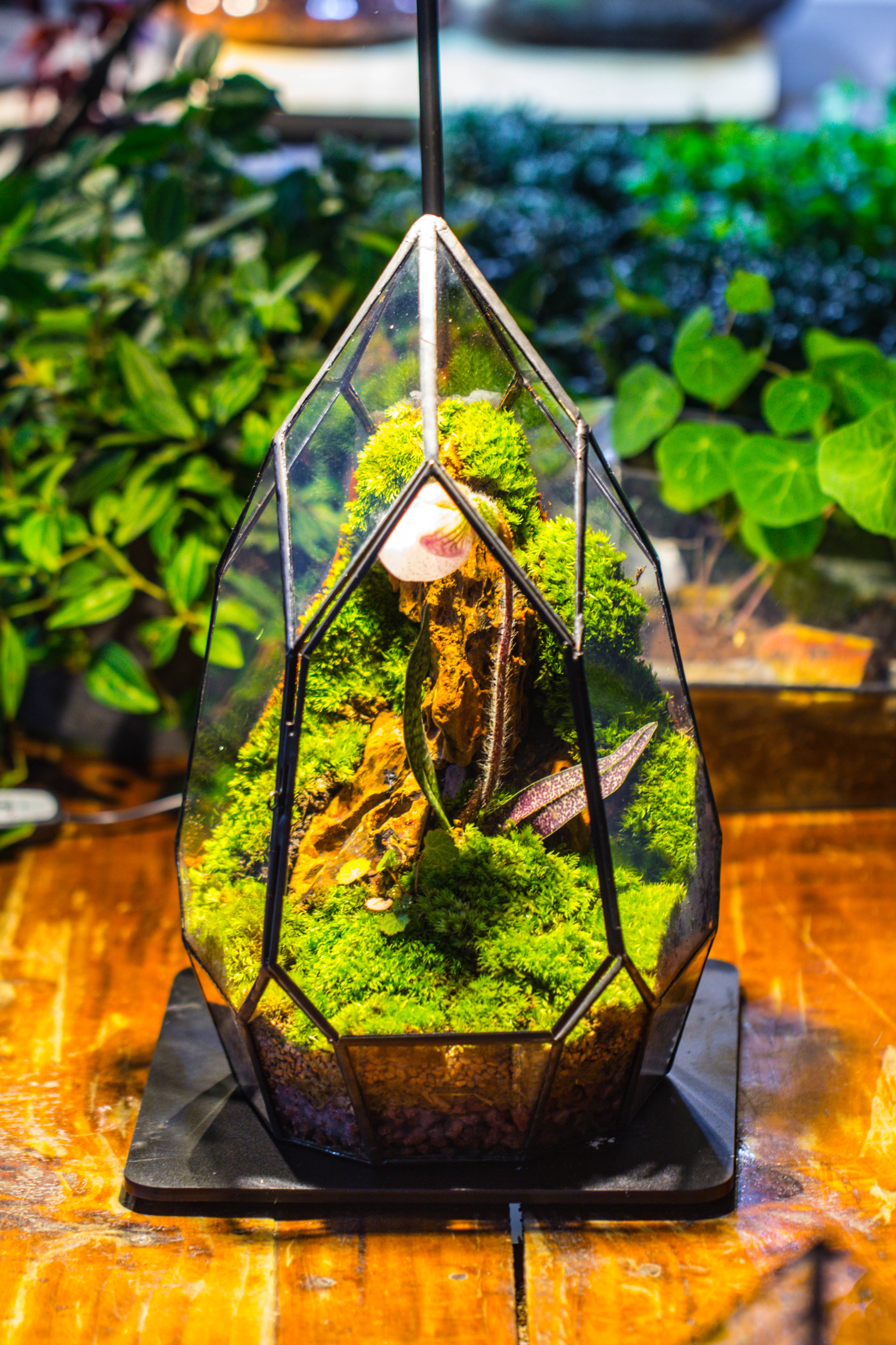 Cliff terrarium project: Live Moss Cliff TearDrop Close Terrarium Building Kit with matching LED Grow Light and Base - NCYPgarden