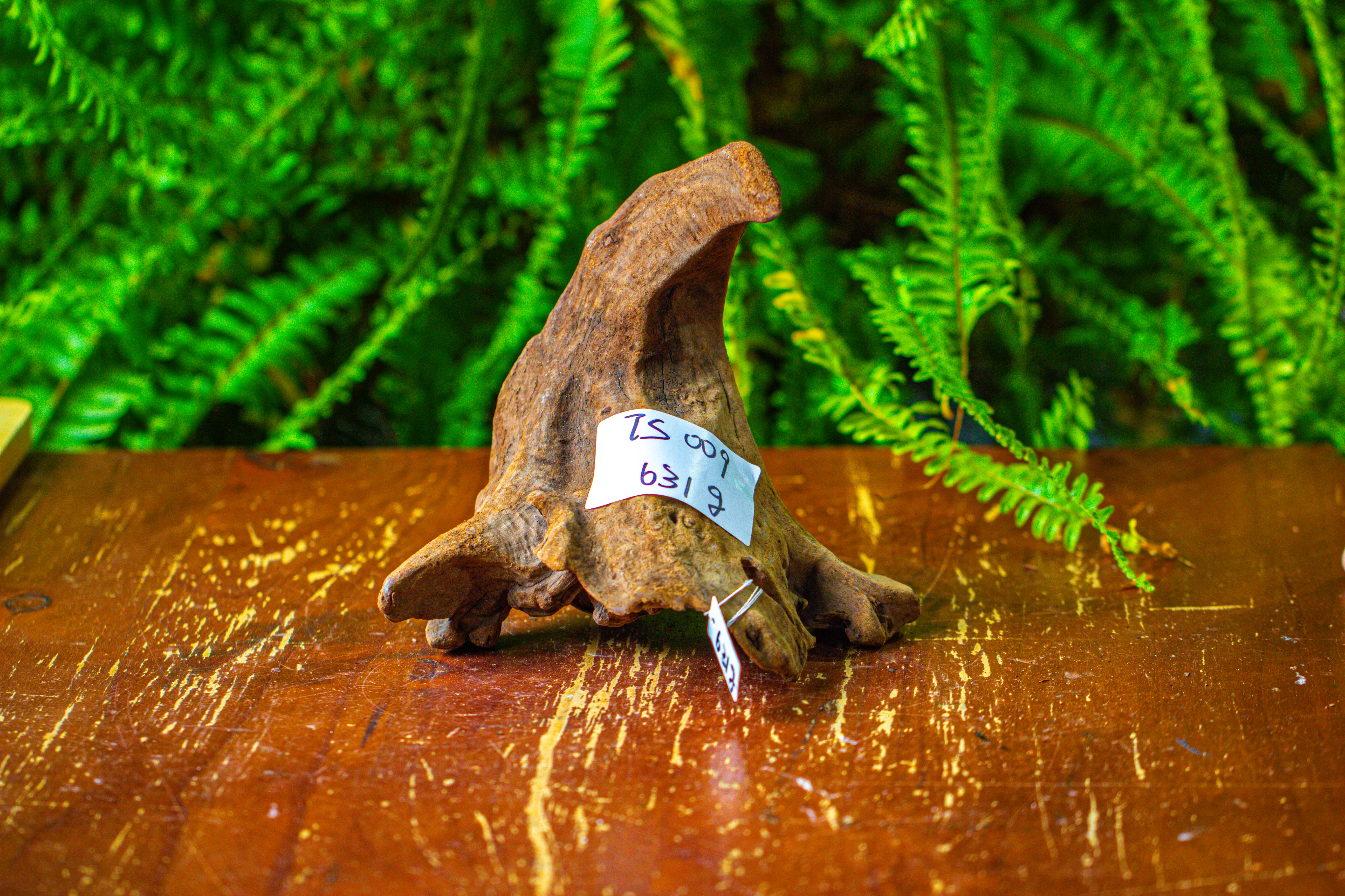 driftwood for moss terrarium, miniature, micro landscape,TS009 - NCYPgarden