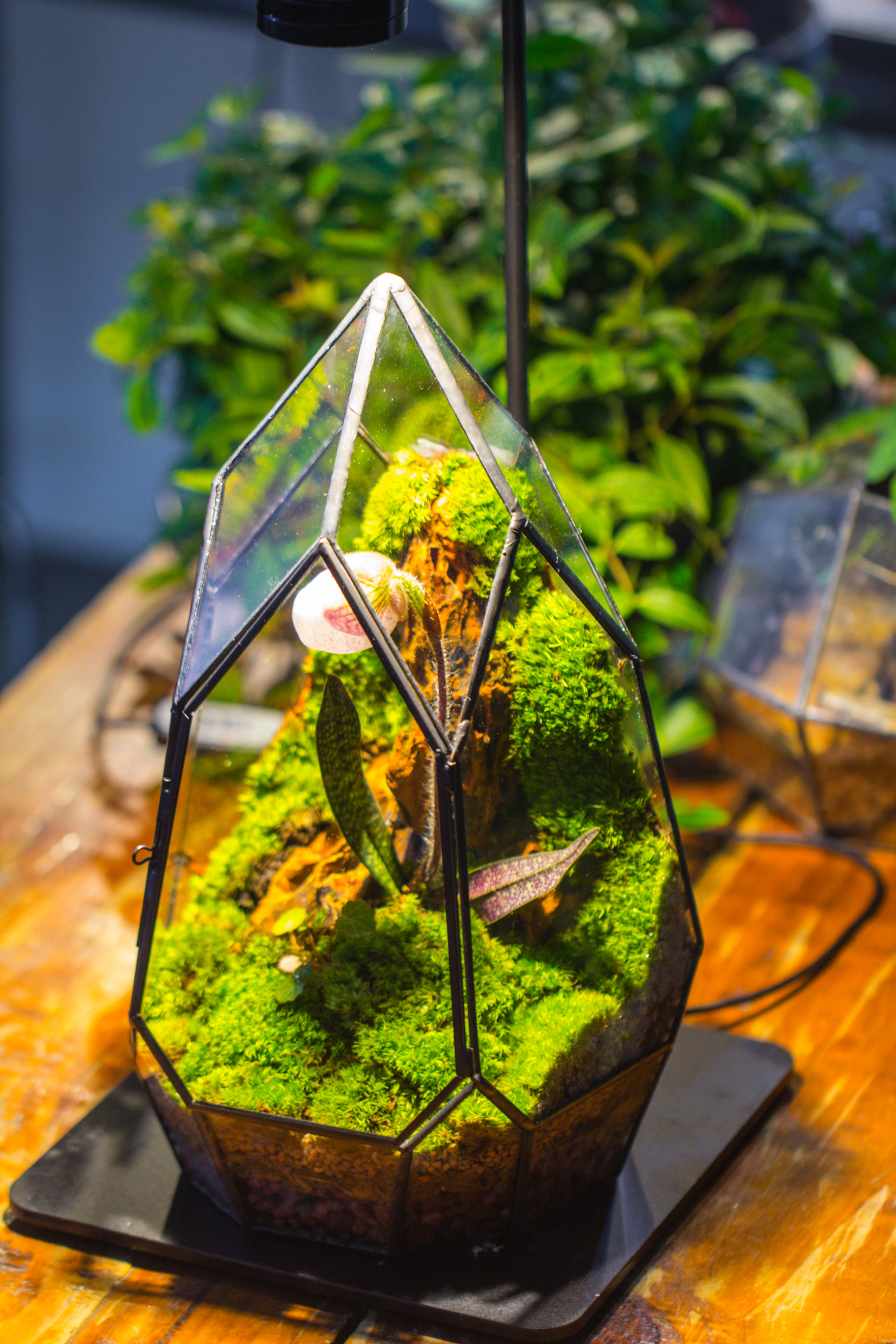 Cliff terrarium project: Live Moss Cliff TearDrop Close Terrarium Building Kit with matching LED Grow Light and Base - NCYPgarden