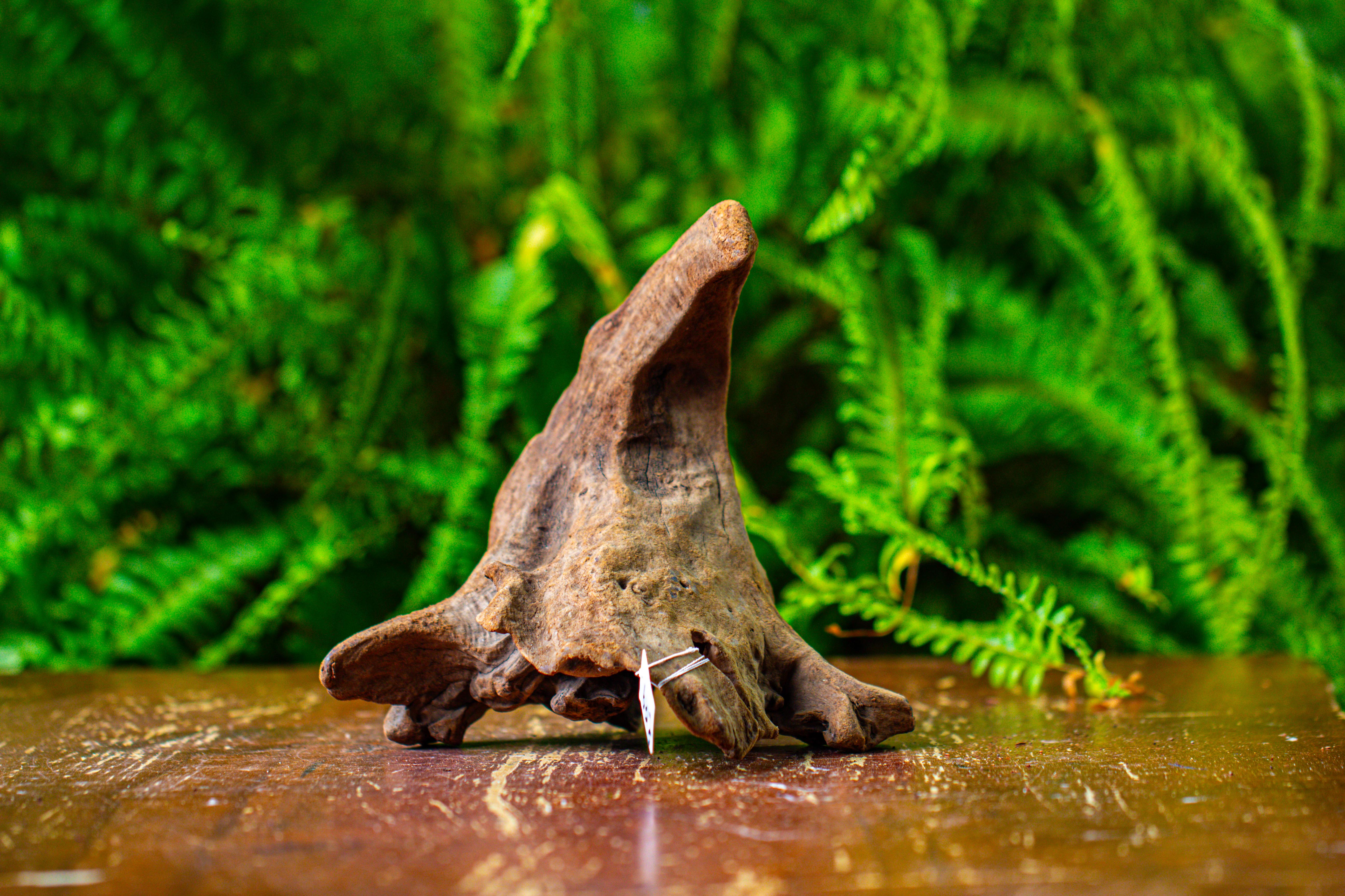 driftwood for moss terrarium, miniature, micro landscape,TS009 - NCYPgarden