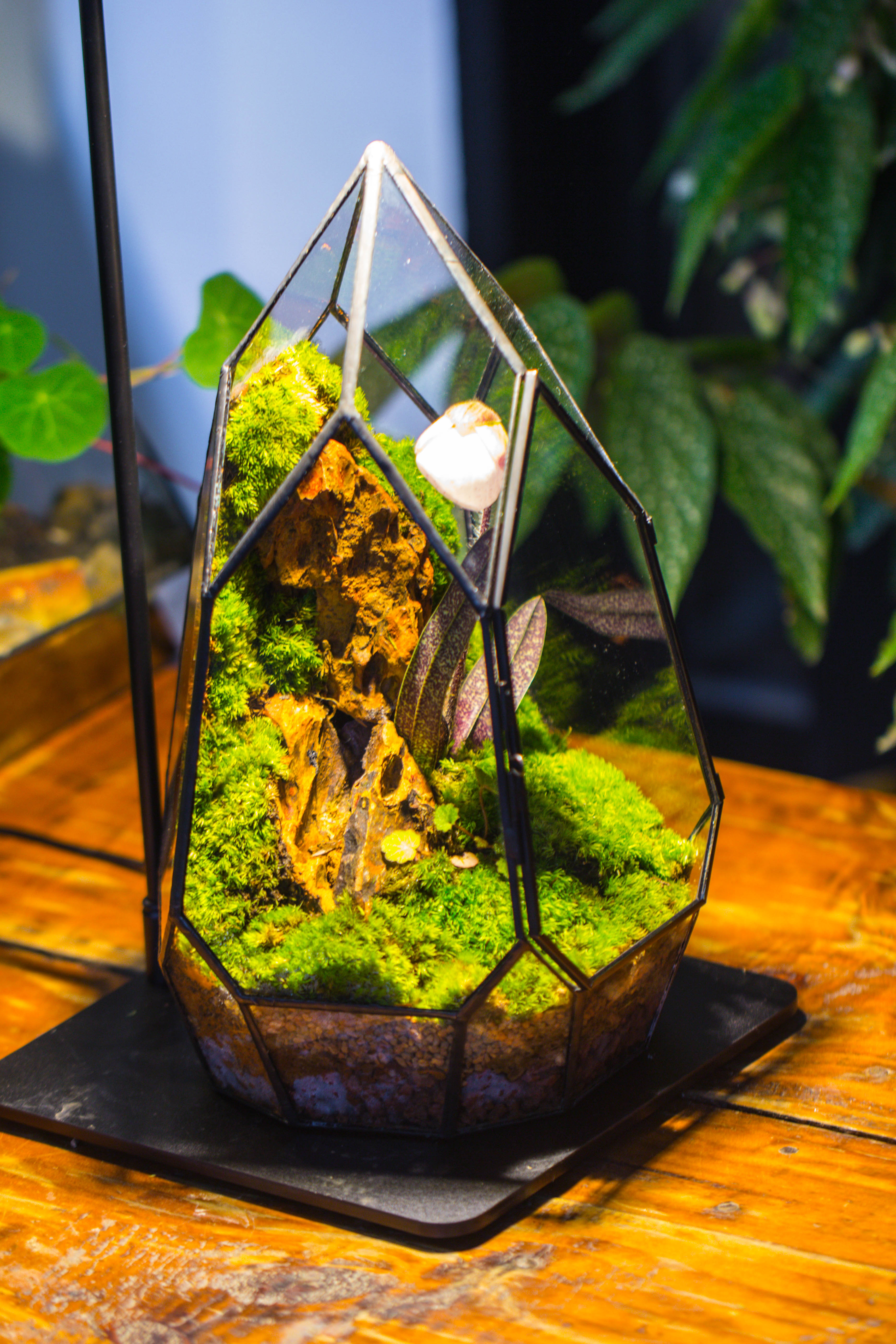 Cliff terrarium project: Live Moss Cliff TearDrop Close Terrarium Building Kit with matching LED Grow Light and Base - NCYPgarden