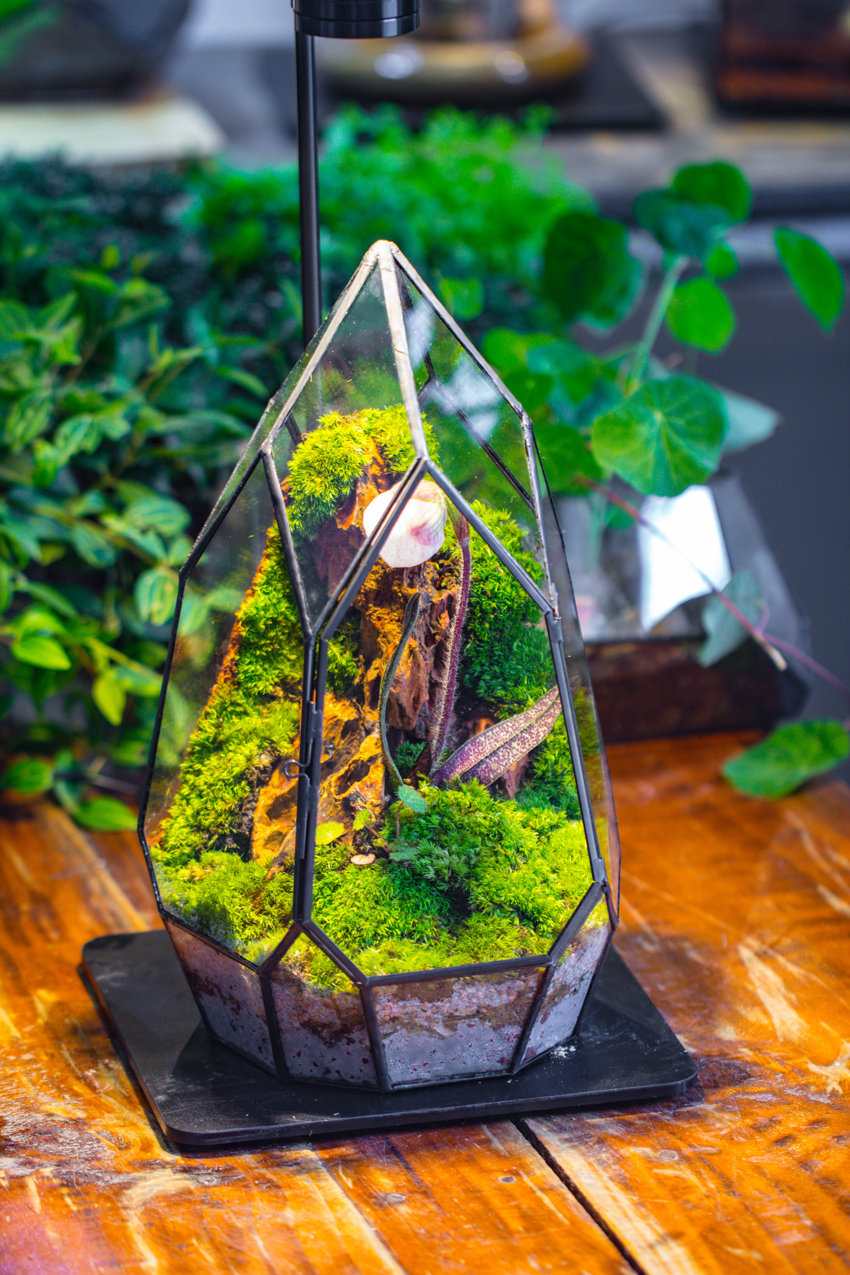 Cliff terrarium project: Live Moss Cliff TearDrop Close Terrarium Building Kit with matching LED Grow Light and Base - NCYPgarden