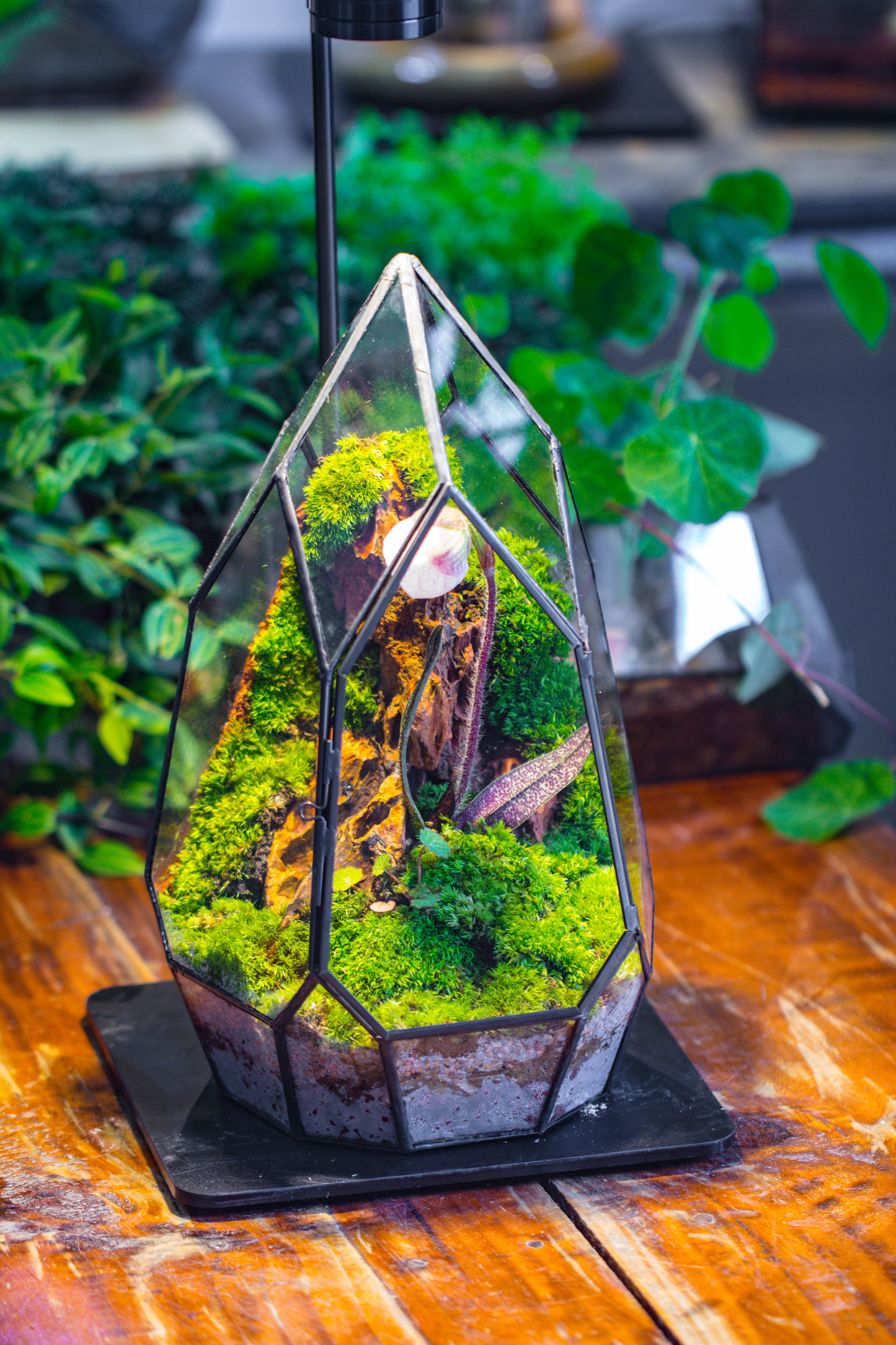 Cliff terrarium project: Live Moss Cliff TearDrop Close Terrarium Building Kit with matching LED Grow Light and Base - NCYPgarden