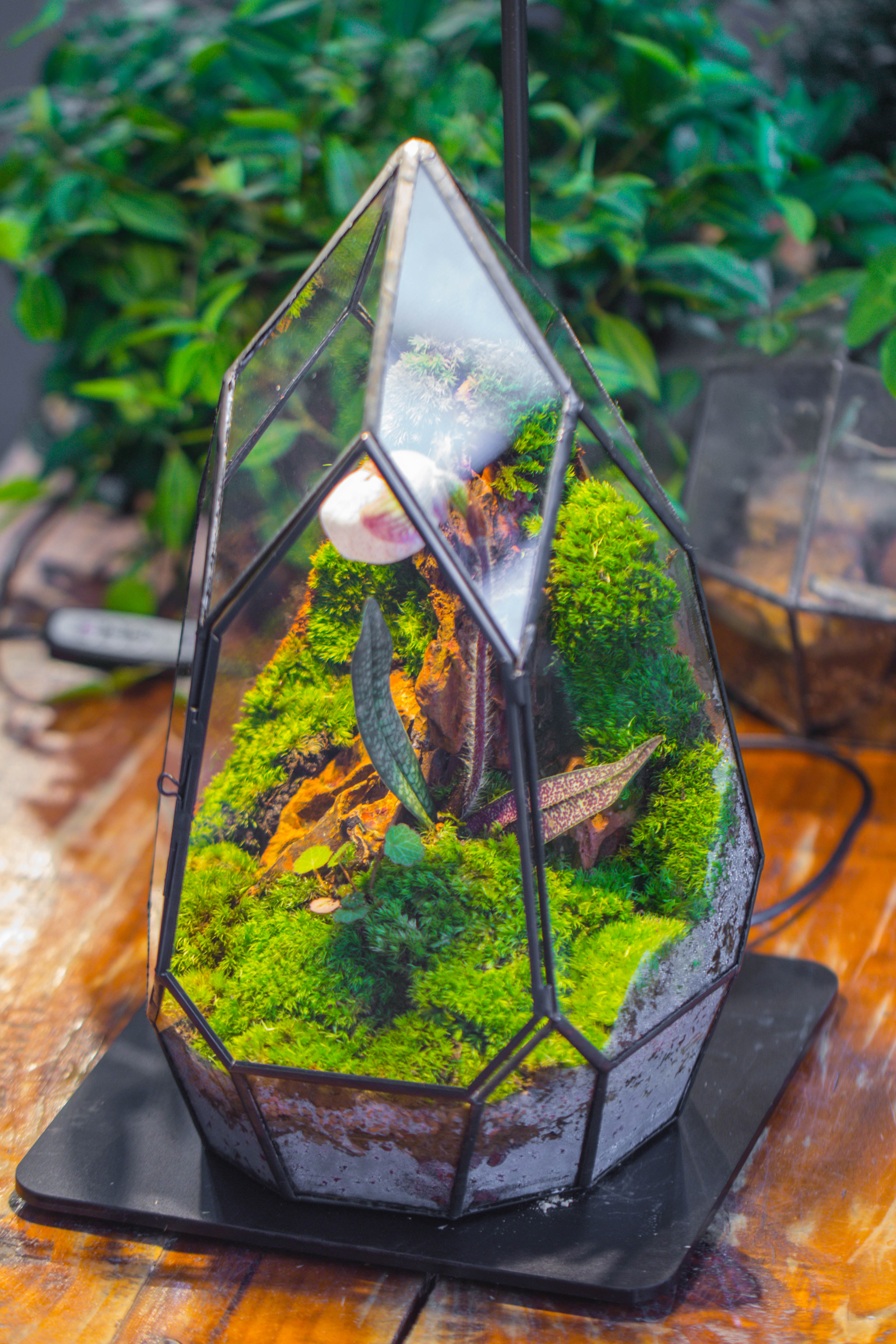 Cliff terrarium project: Live Moss Cliff TearDrop Close Terrarium Building Kit with matching LED Grow Light and Base - NCYPgarden