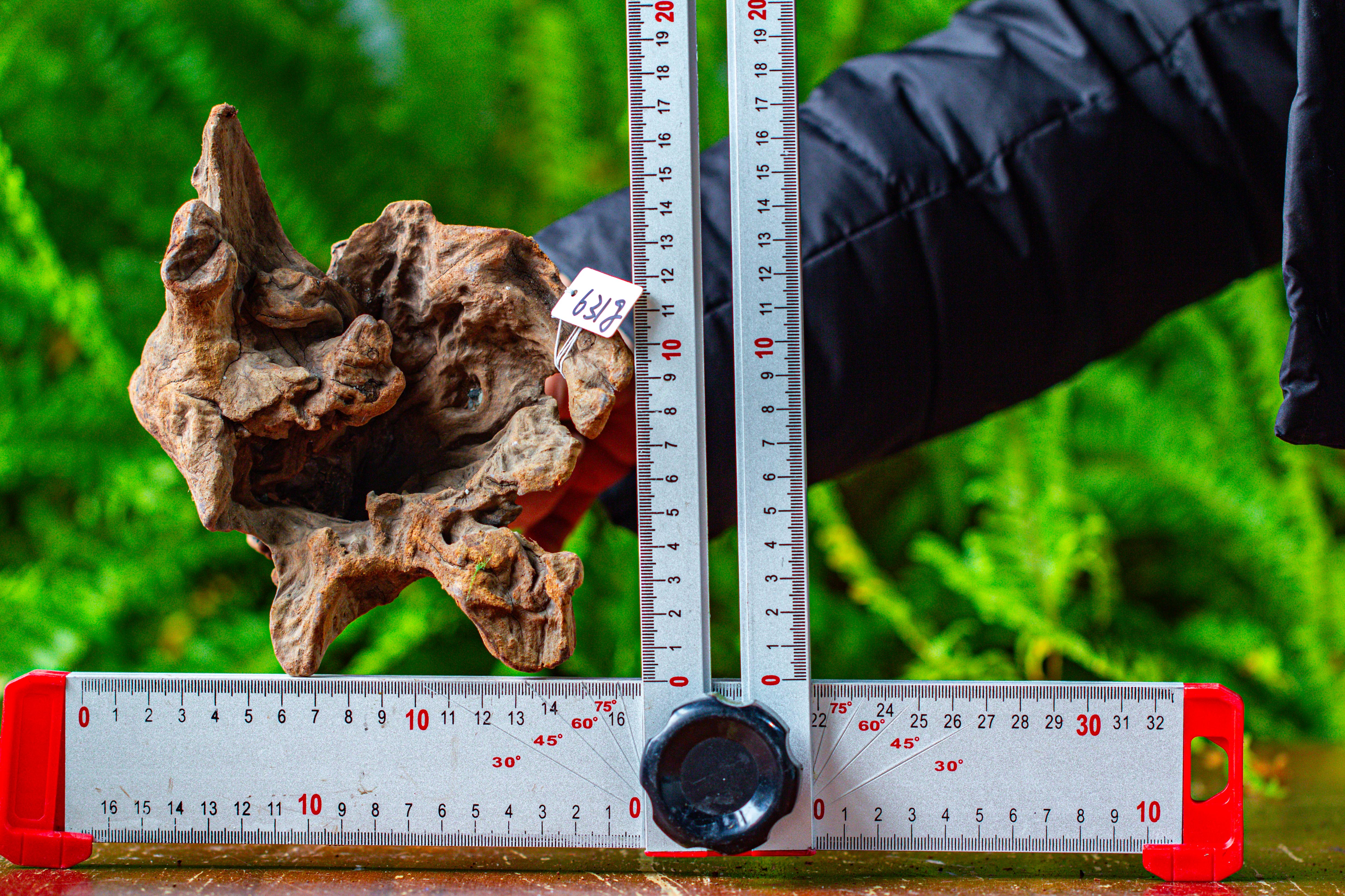 driftwood for moss terrarium, miniature, micro landscape,TS009 - NCYPgarden