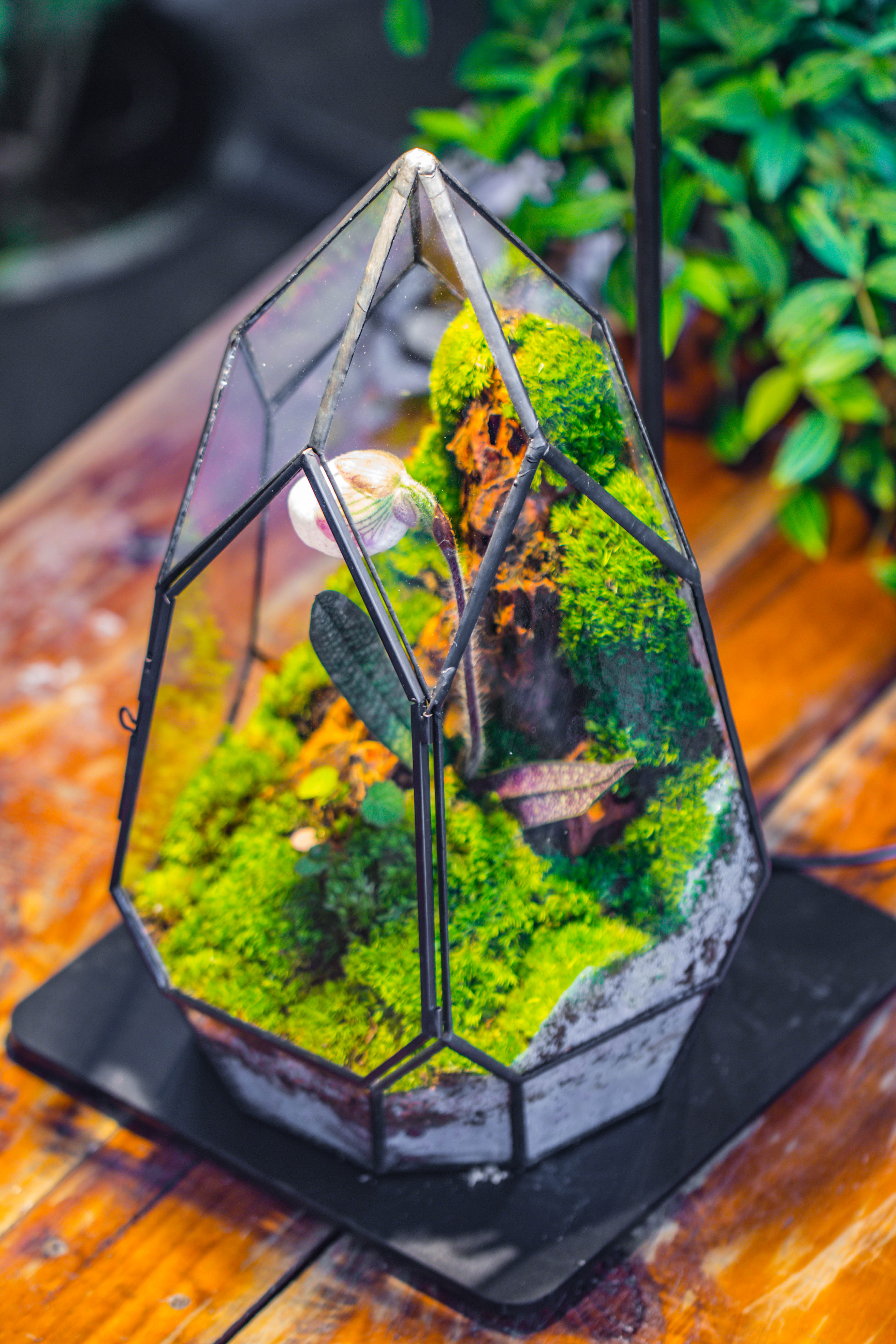 Cliff terrarium project: Live Moss Cliff TearDrop Close Terrarium Building Kit with matching LED Grow Light and Base - NCYPgarden