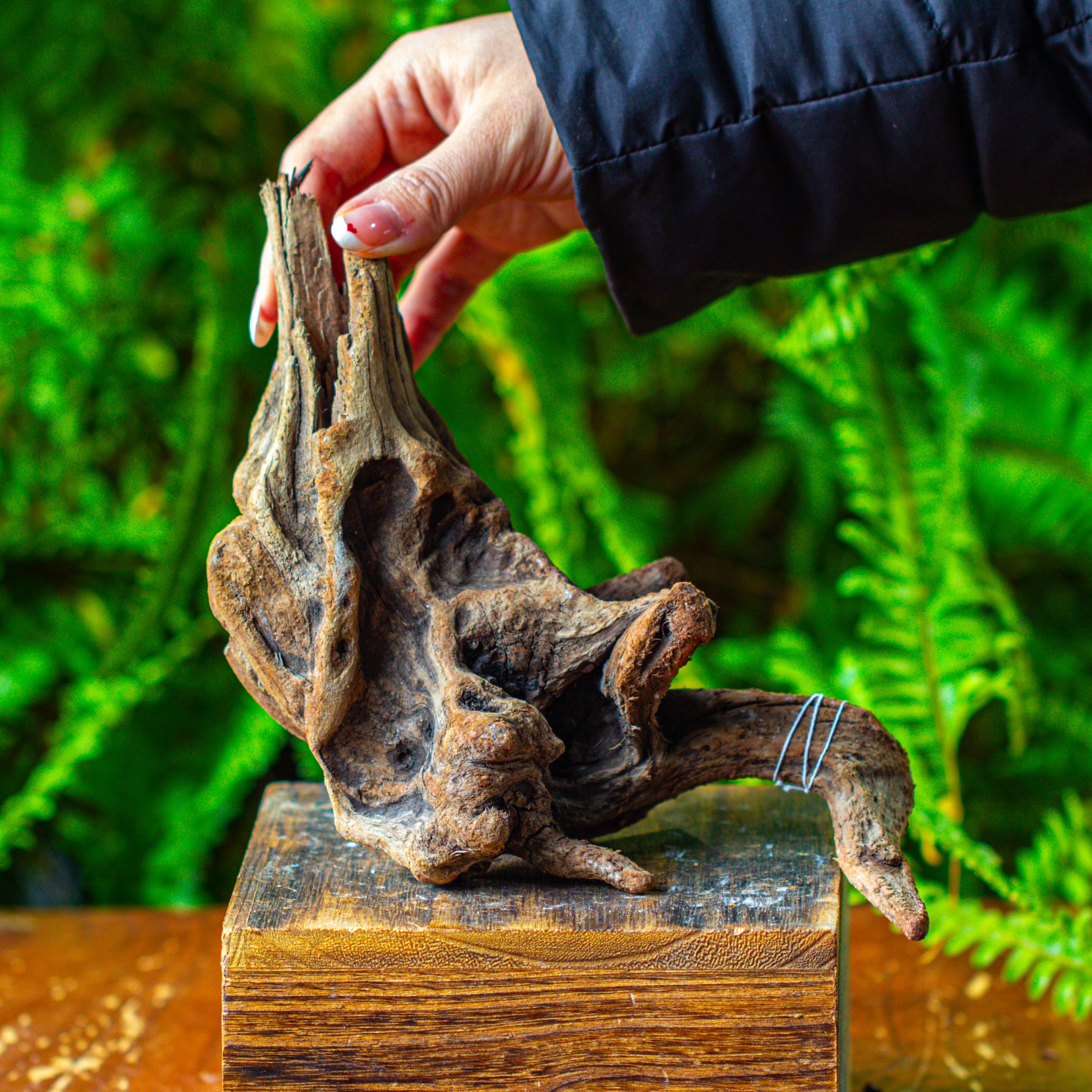 driftwood for moss terrarium, miniature, micro landscape,TS003 - NCYPgarden