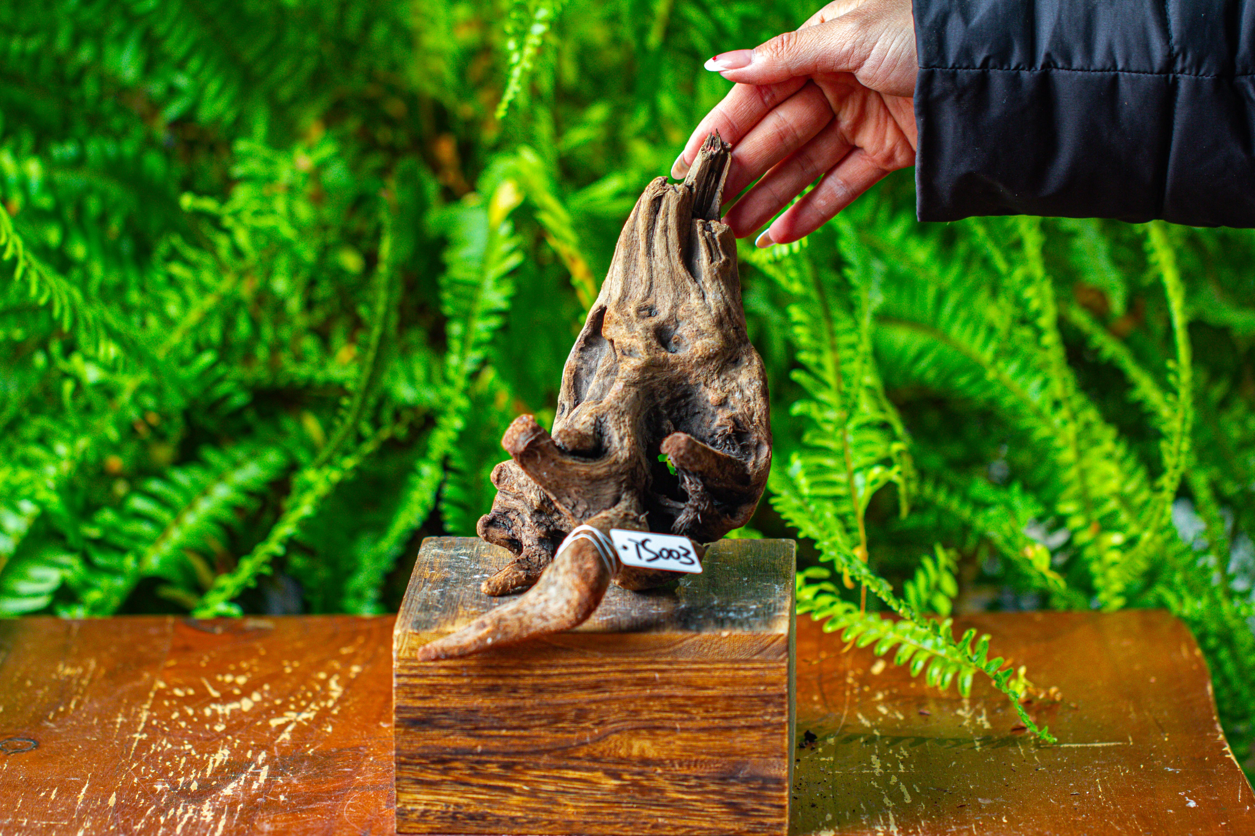 driftwood for moss terrarium, miniature, micro landscape,TS003 - NCYPgarden