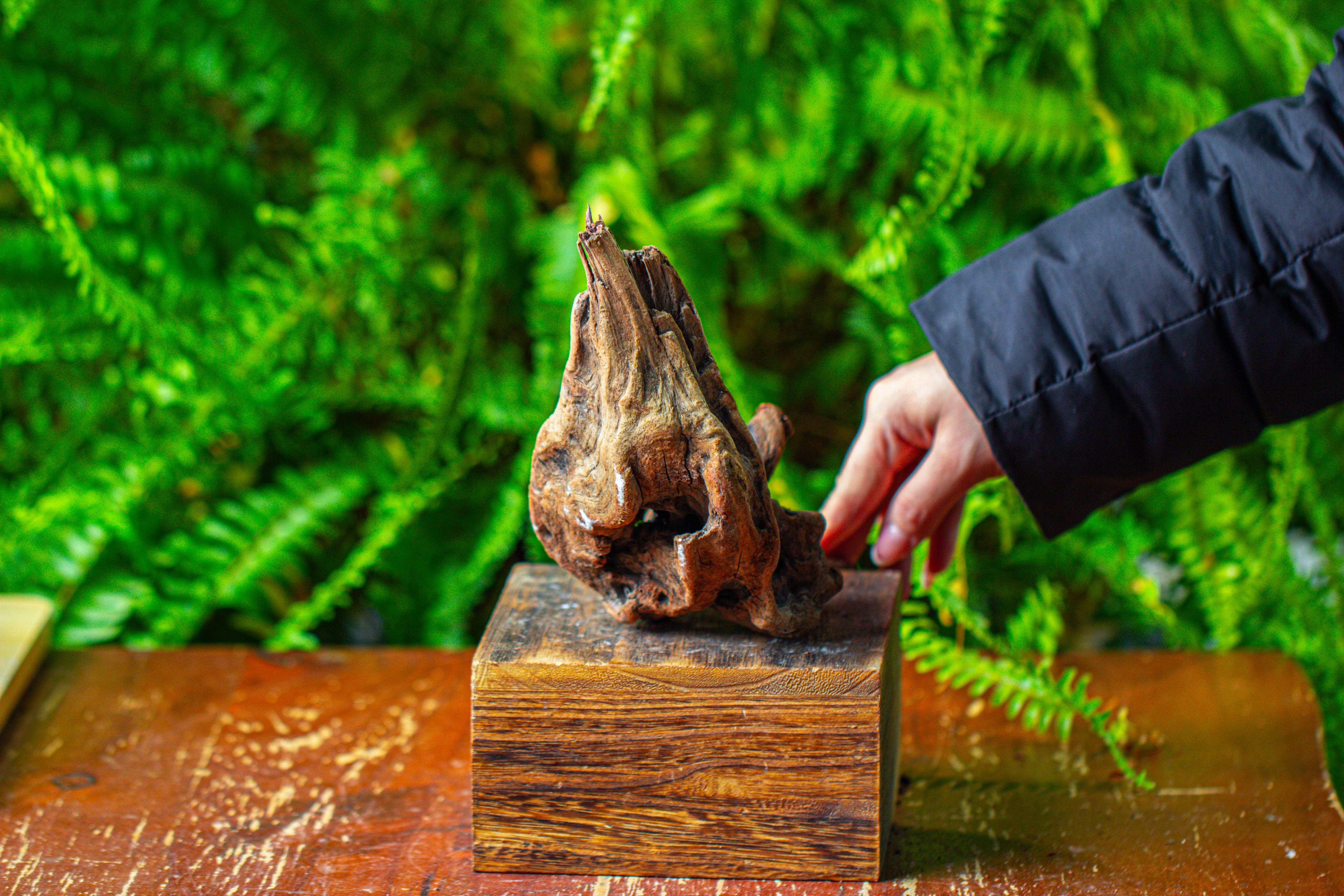 driftwood for moss terrarium, miniature, micro landscape,TS003 - NCYPgarden