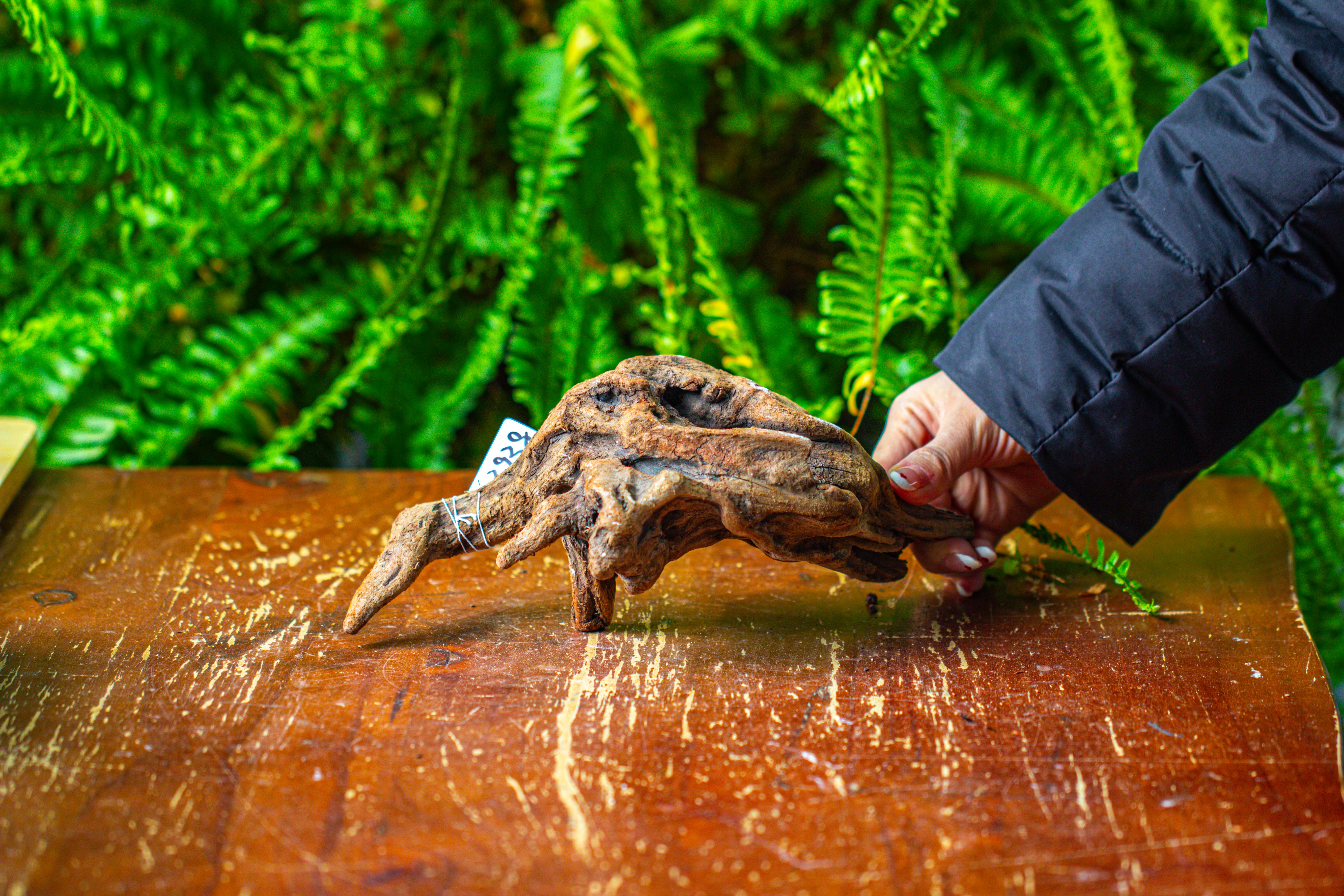 driftwood for moss terrarium, miniature, micro landscape,TS003 - NCYPgarden