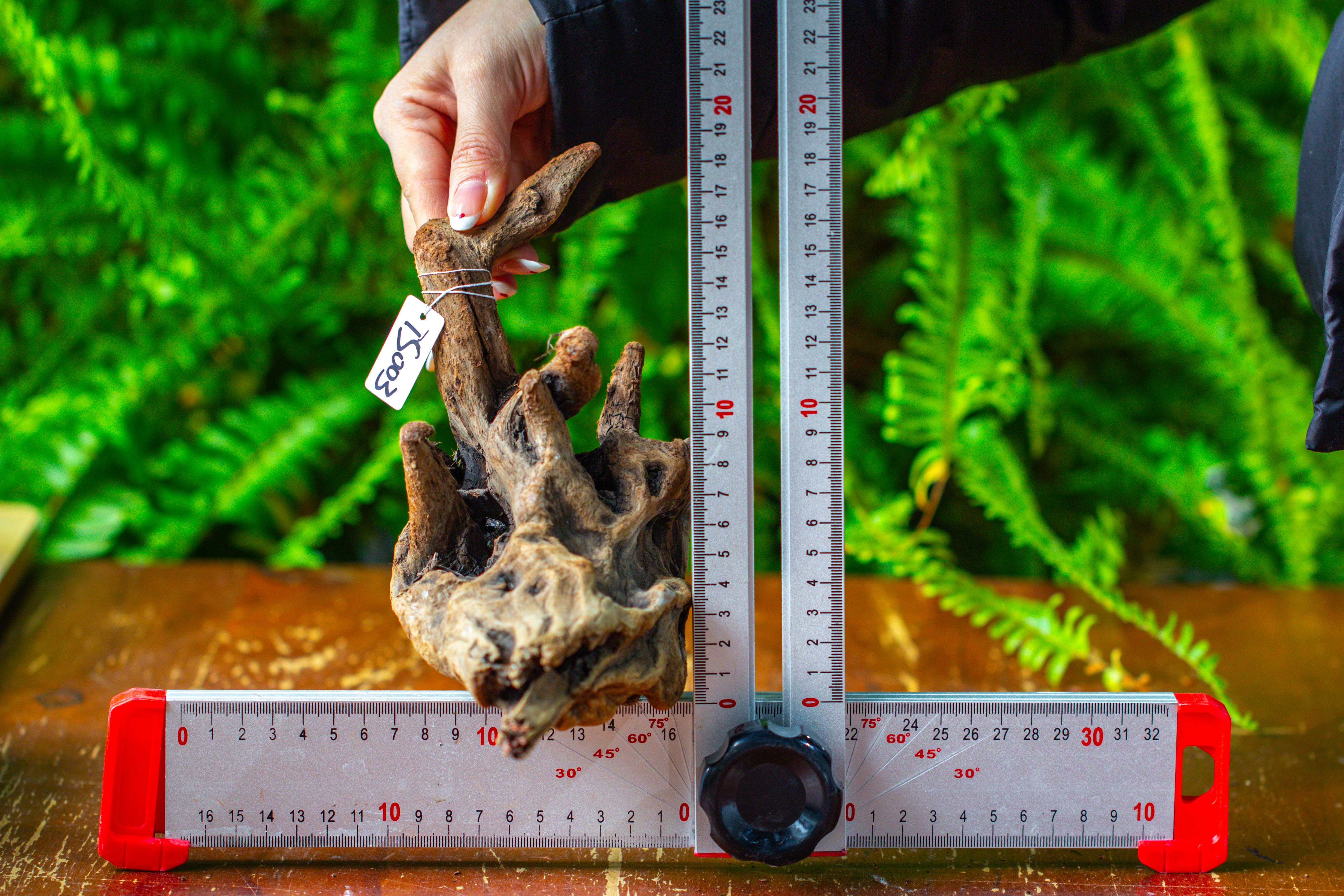 driftwood for moss terrarium, miniature, micro landscape,TS003 - NCYPgarden