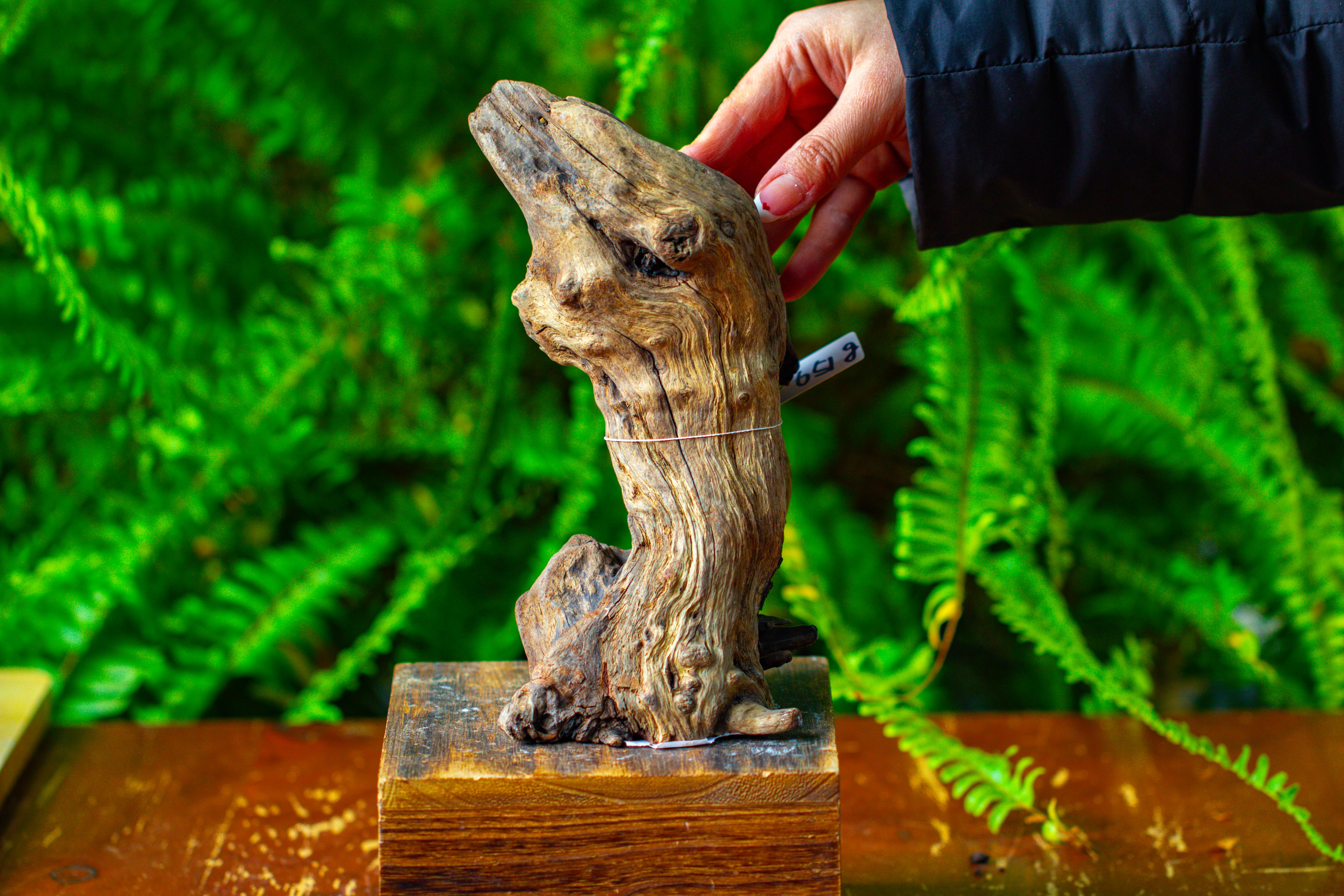 driftwood for moss terrarium, miniature, micro landscape,TS012 - NCYPgarden