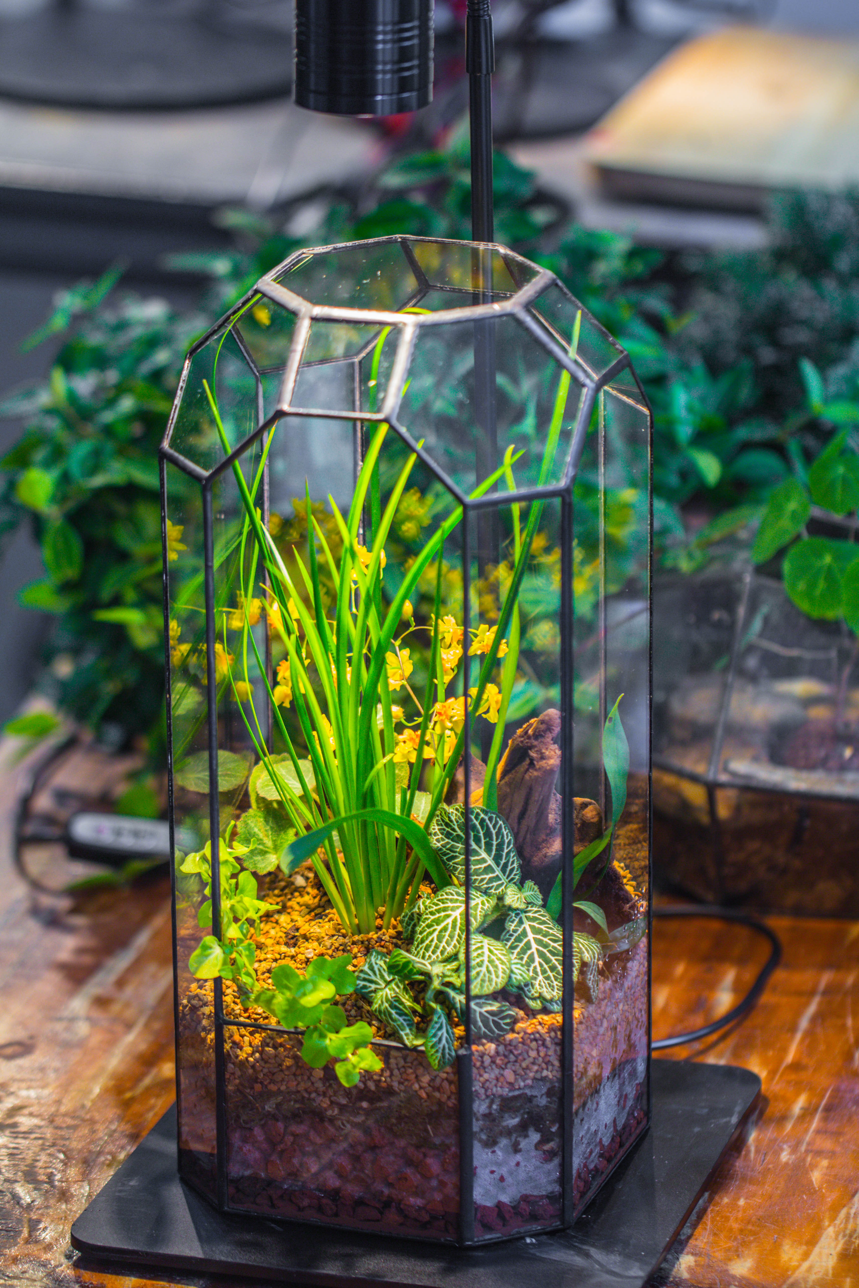 Vintage Tall Octagon Geometric Tin Glass Terrarium , 12.6" , open, suitable for tall plants, orchid, small begonia Pitcher, Micro landscape   -with warm light set - NCYPgarden