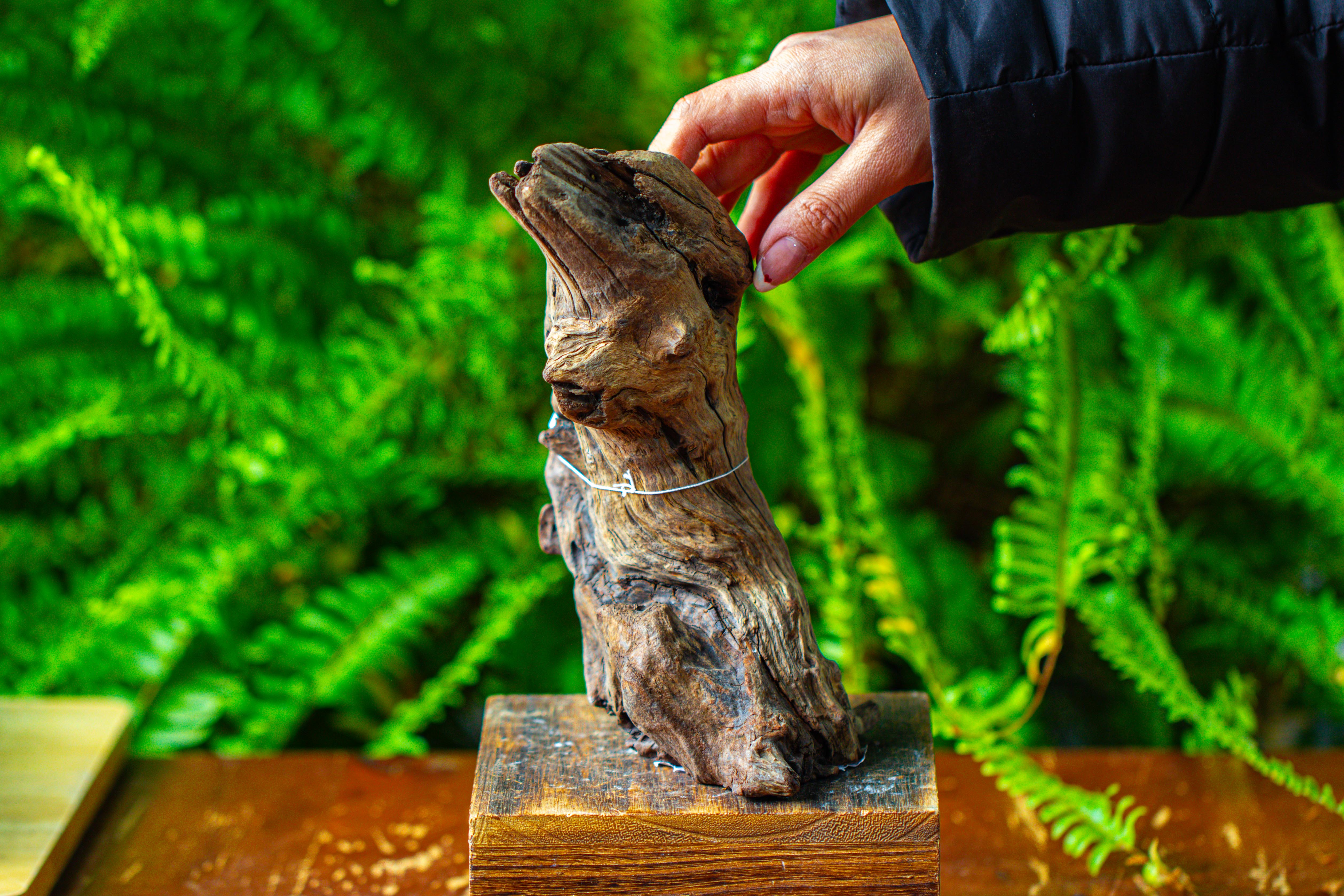 driftwood for moss terrarium, miniature, micro landscape,TS012 - NCYPgarden