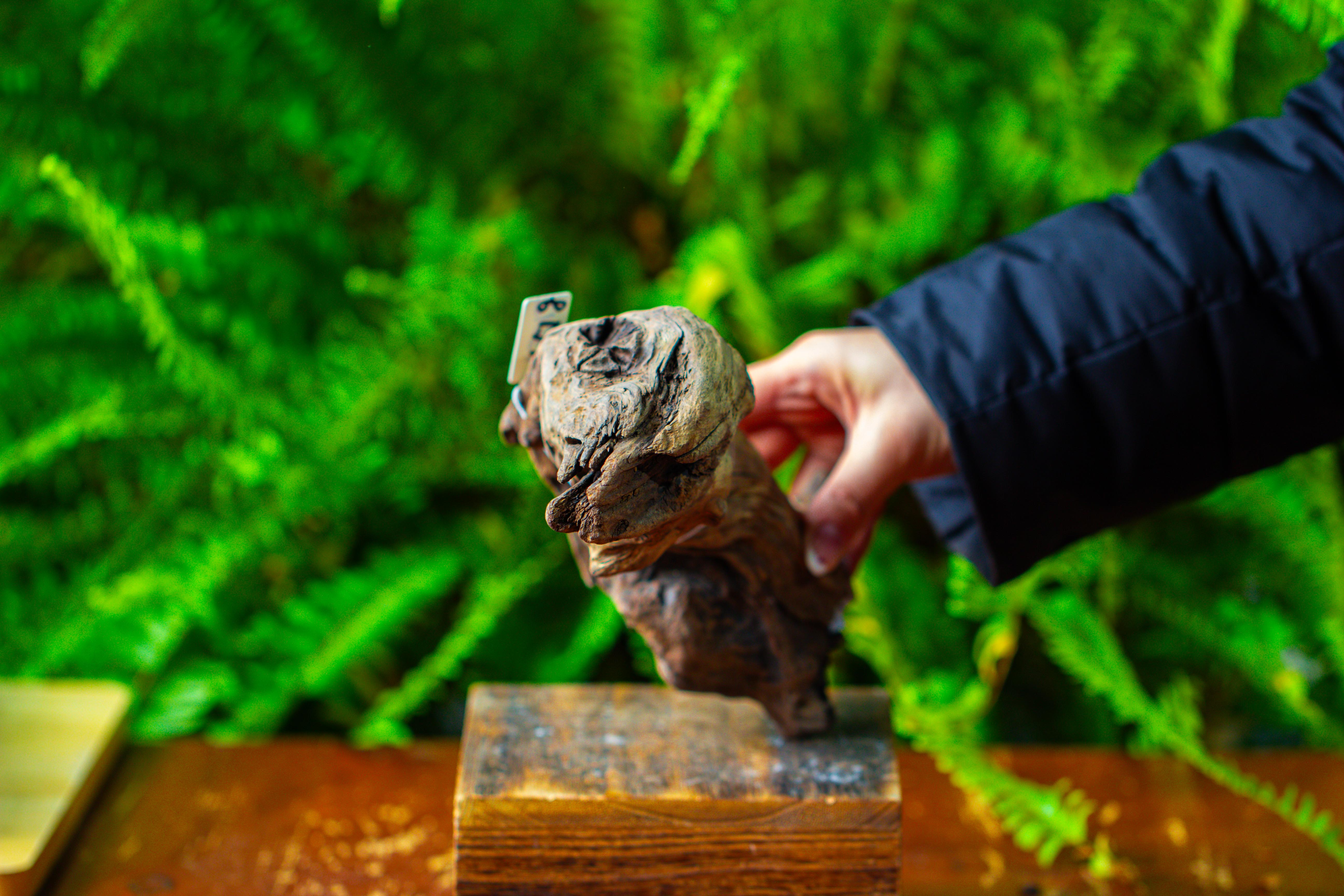 driftwood for moss terrarium, miniature, micro landscape,TS012 - NCYPgarden