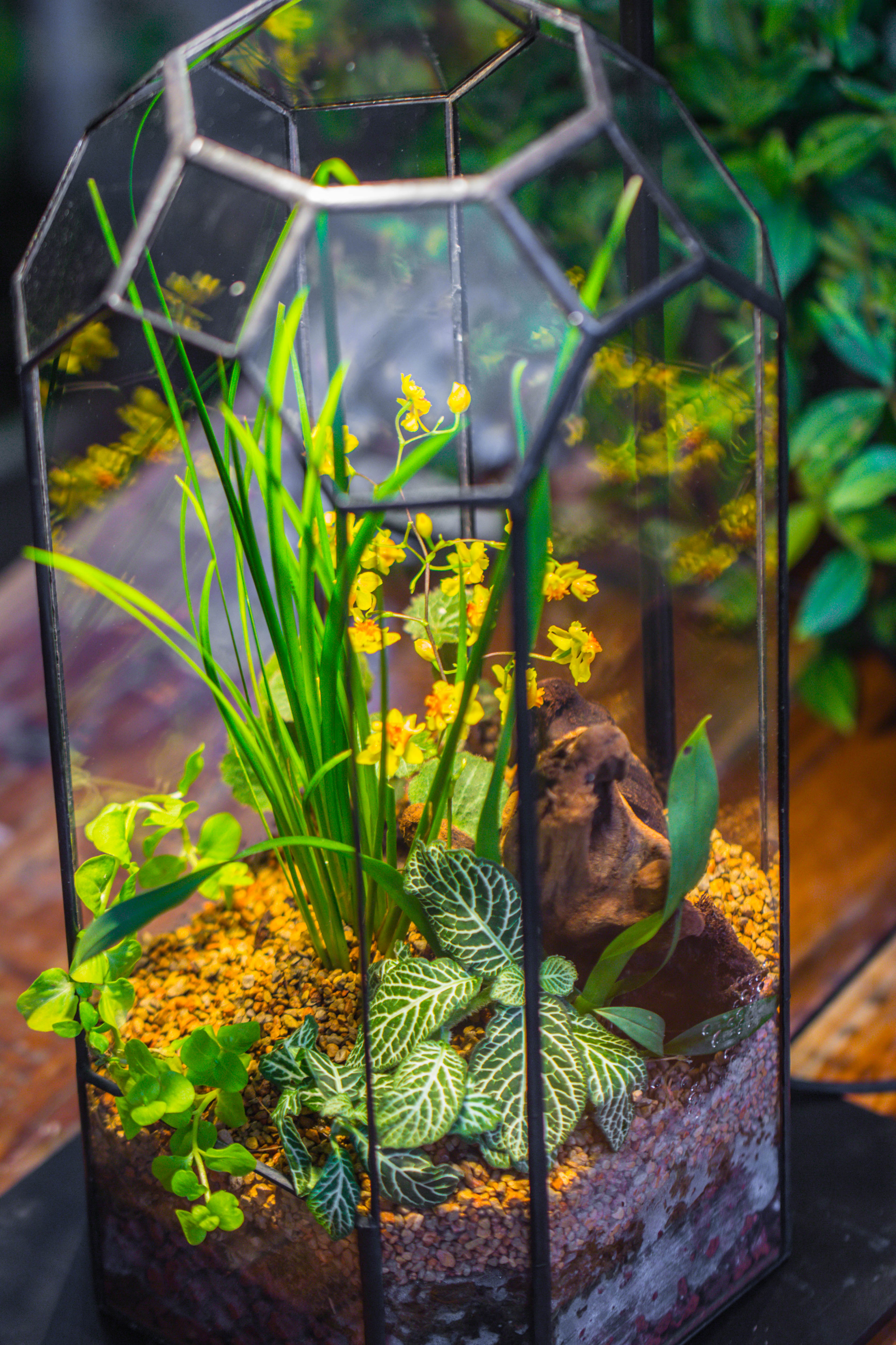 Vintage Tall Octagon Geometric Tin Glass Terrarium , 12.6" , open, suitable for tall plants, orchid, small begonia Pitcher, Micro landscape   -with warm light set - NCYPgarden