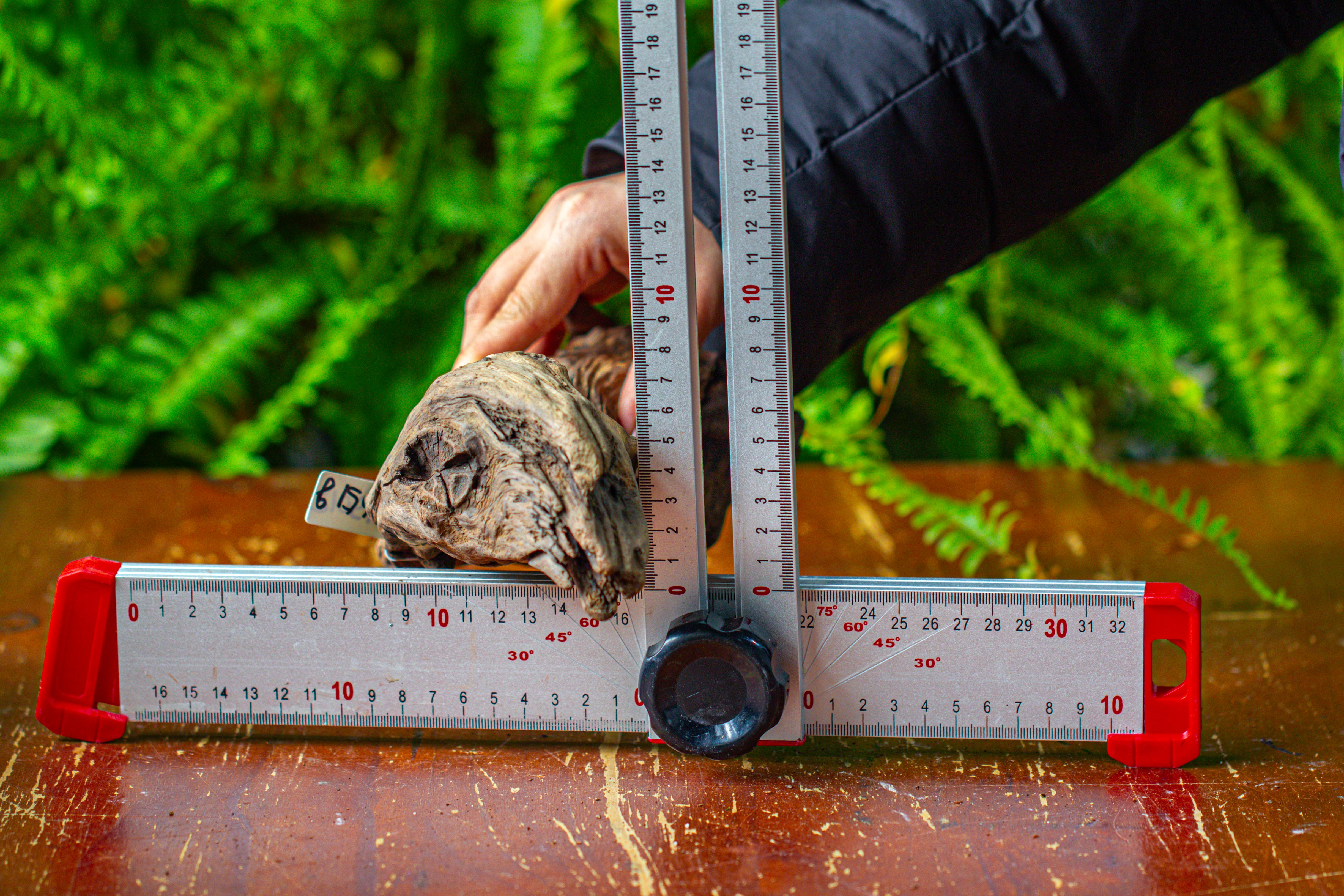 driftwood for moss terrarium, miniature, micro landscape,TS012 - NCYPgarden