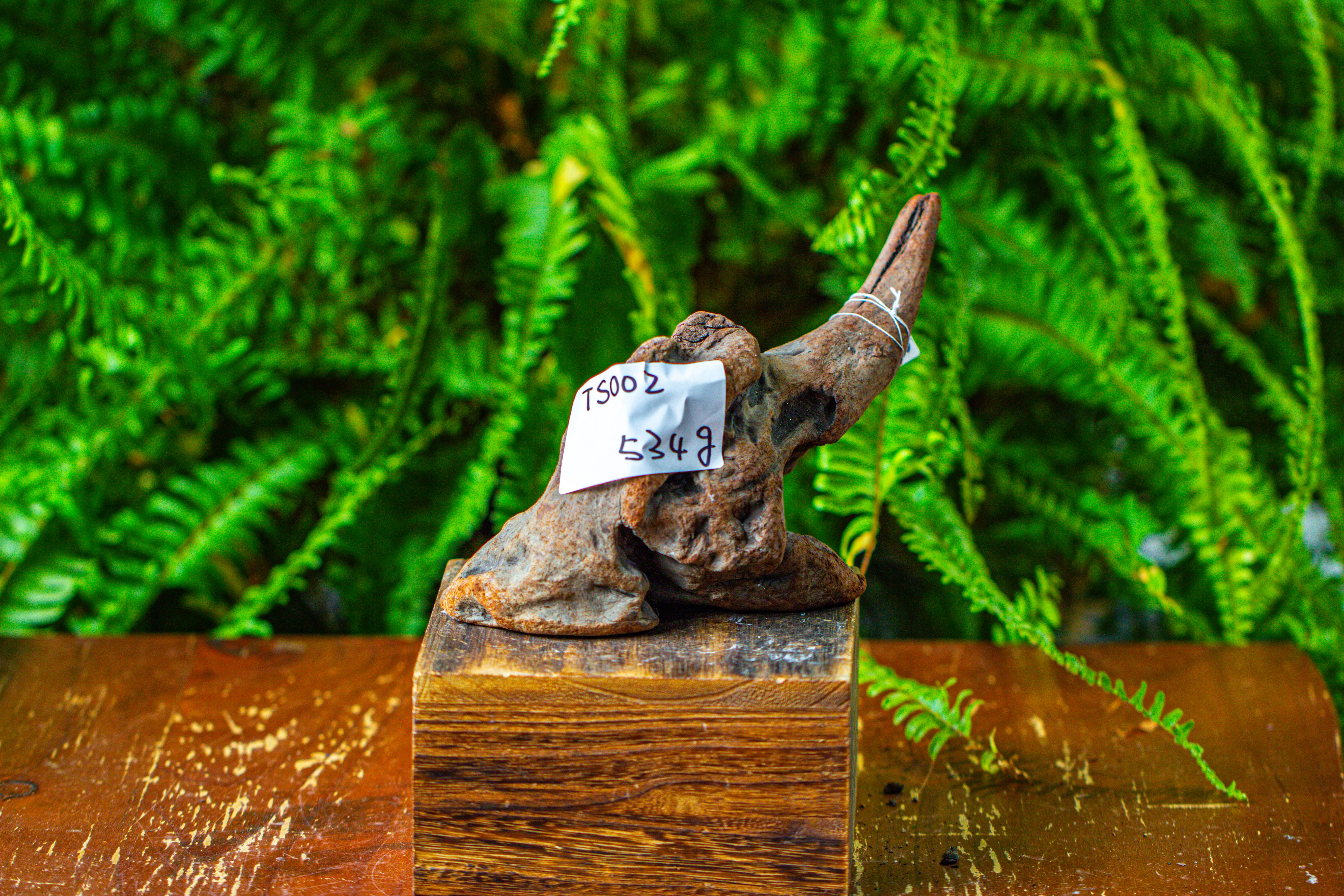 driftwood for moss terrarium, miniature, micro landscape,TS002 - NCYPgarden