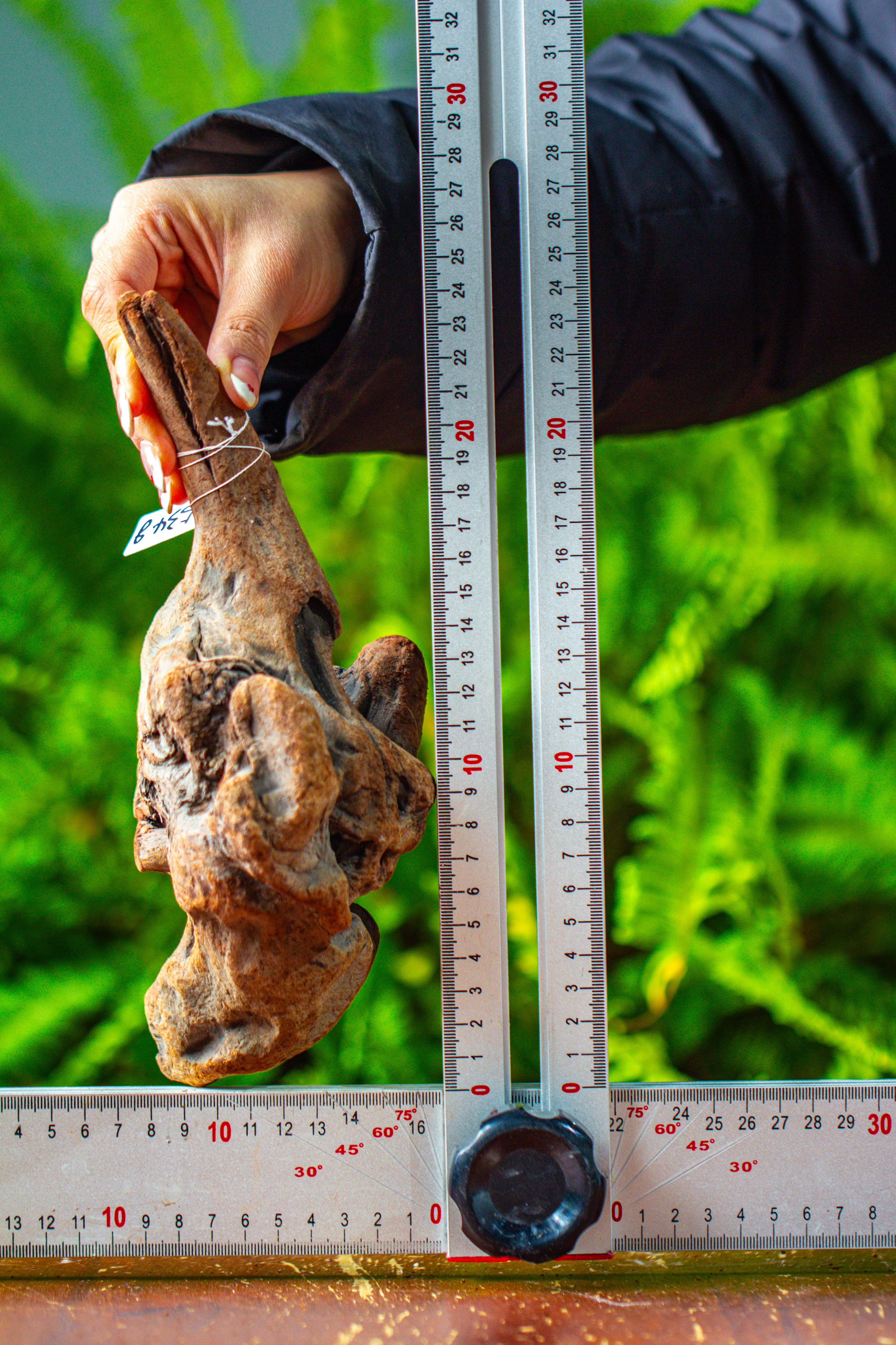 driftwood for moss terrarium, miniature, micro landscape,TS002 - NCYPgarden