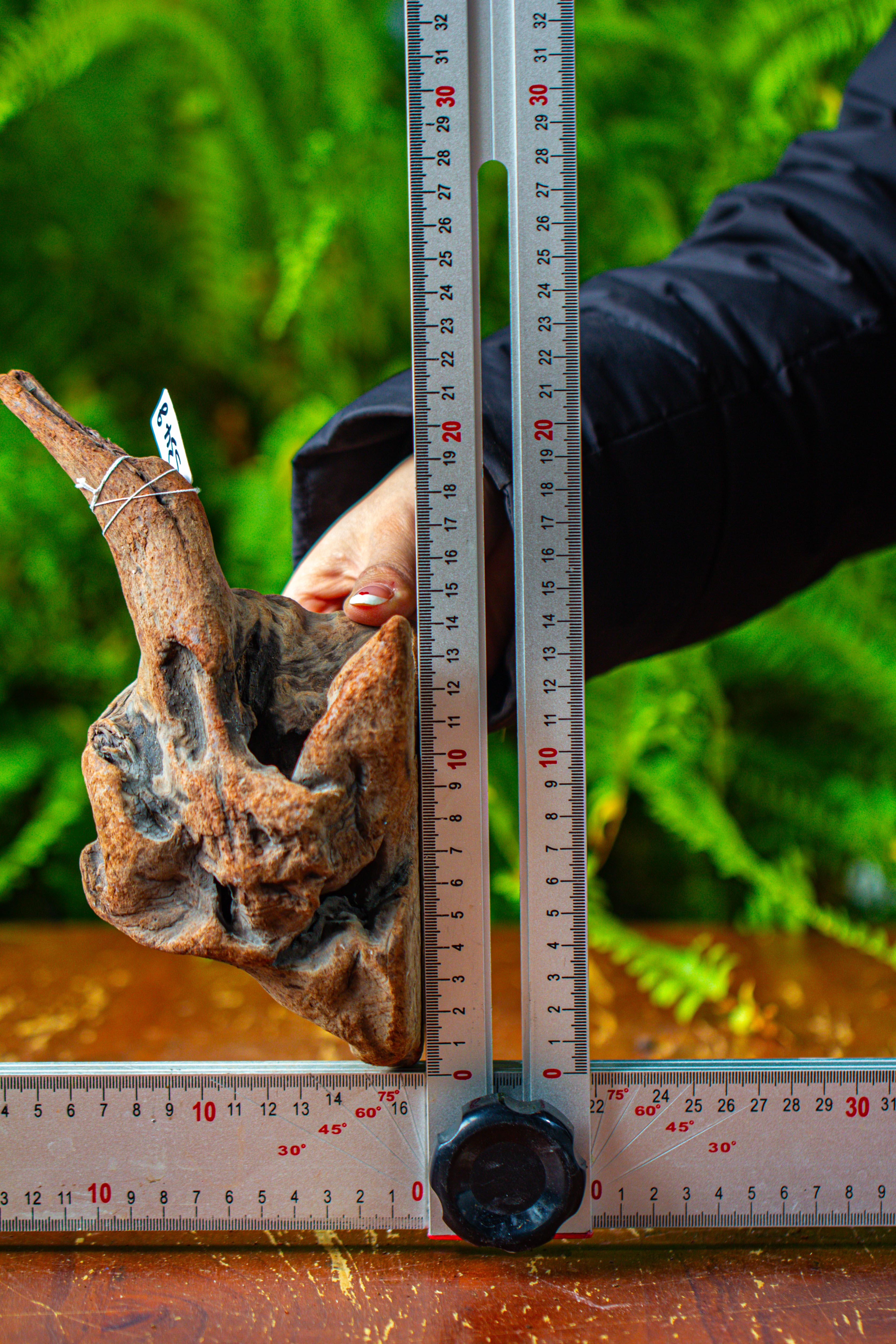 driftwood for moss terrarium, miniature, micro landscape,TS002 - NCYPgarden