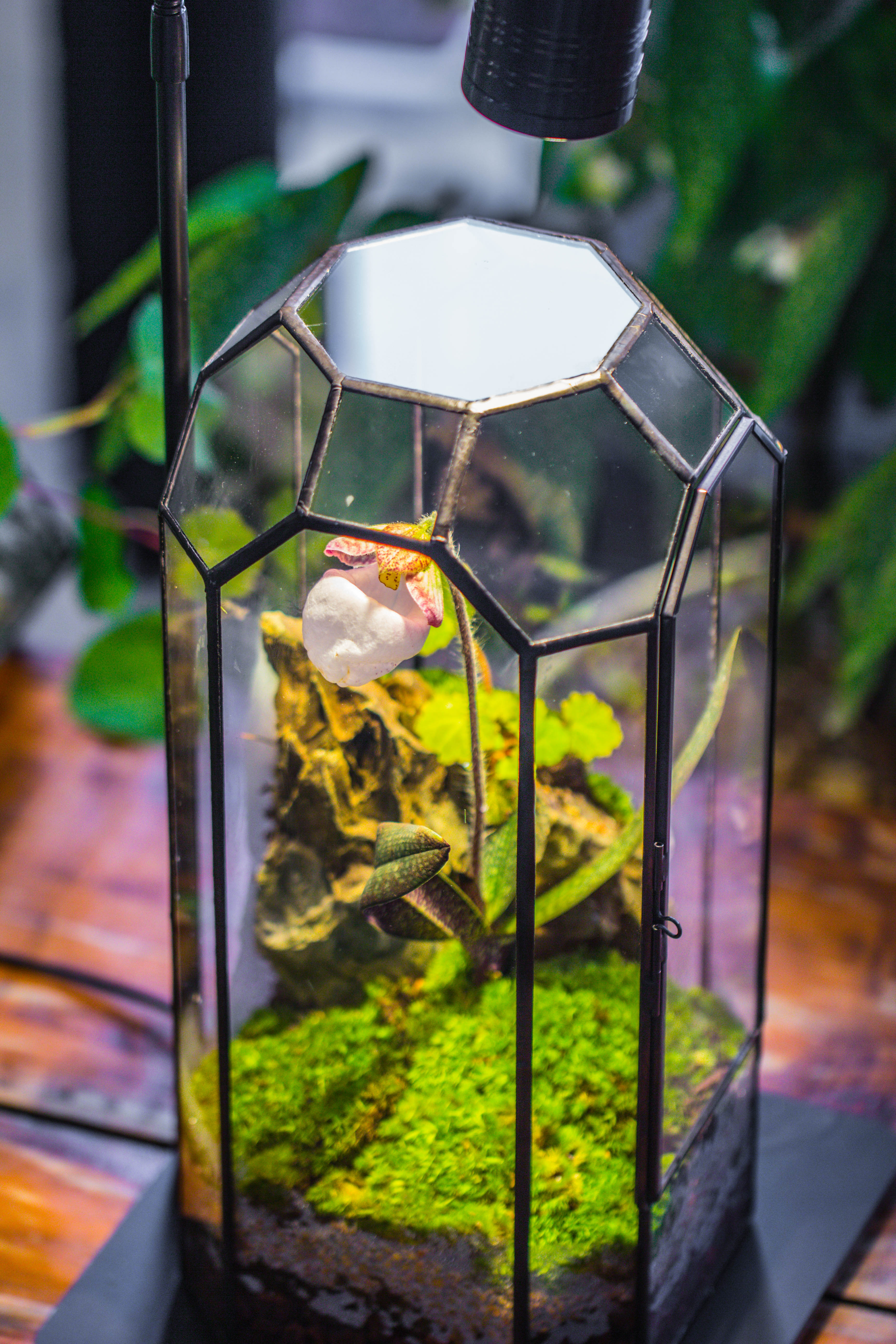 5W Warm White Black LED Grow Light adjustable with Black Matte Stand, or terrarium, moss, shade plants, Multi Size Available customizable    -39cm / 15.4 - NCYPgarden