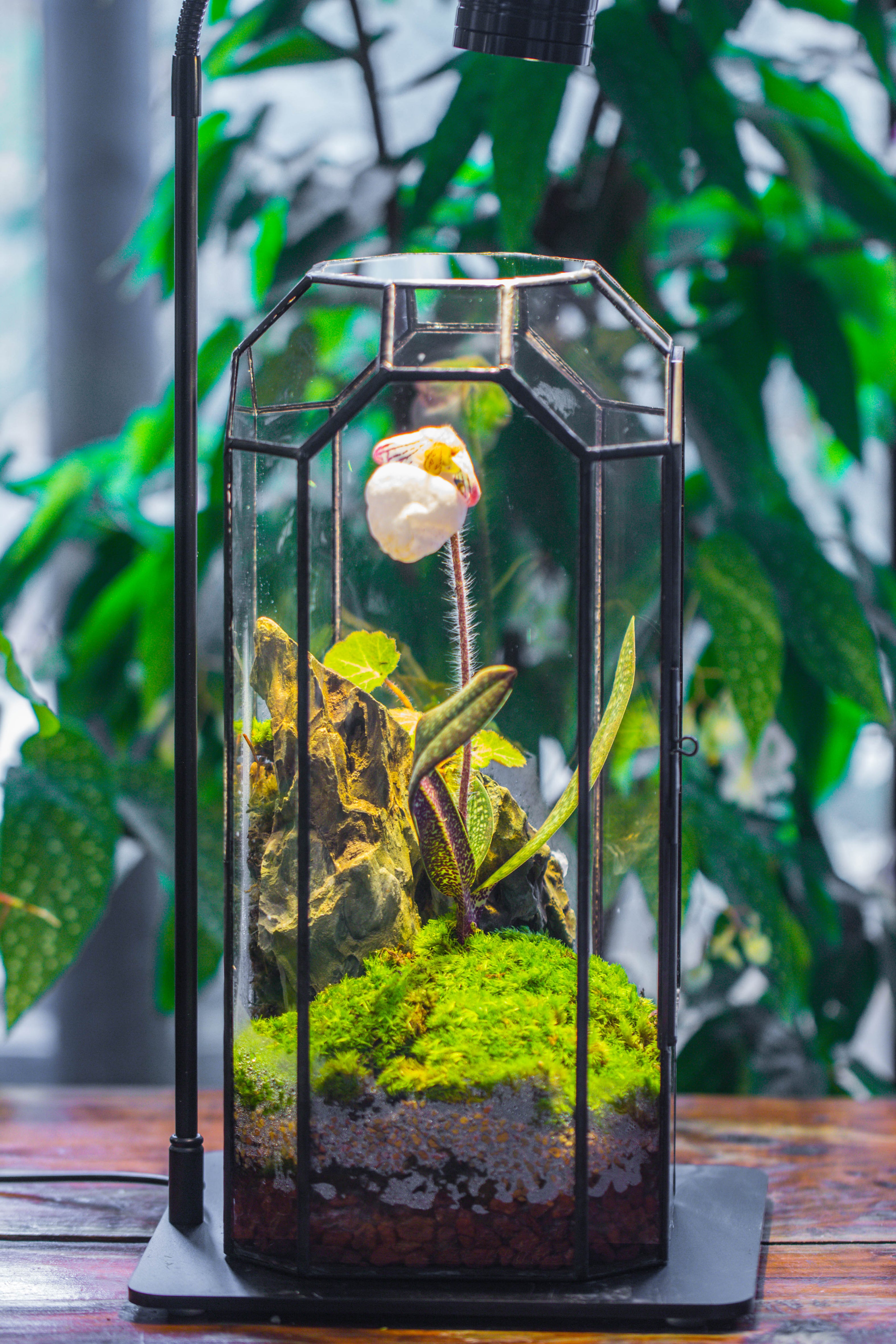 5W Warm White Black LED Grow Light adjustable with Black Matte Stand