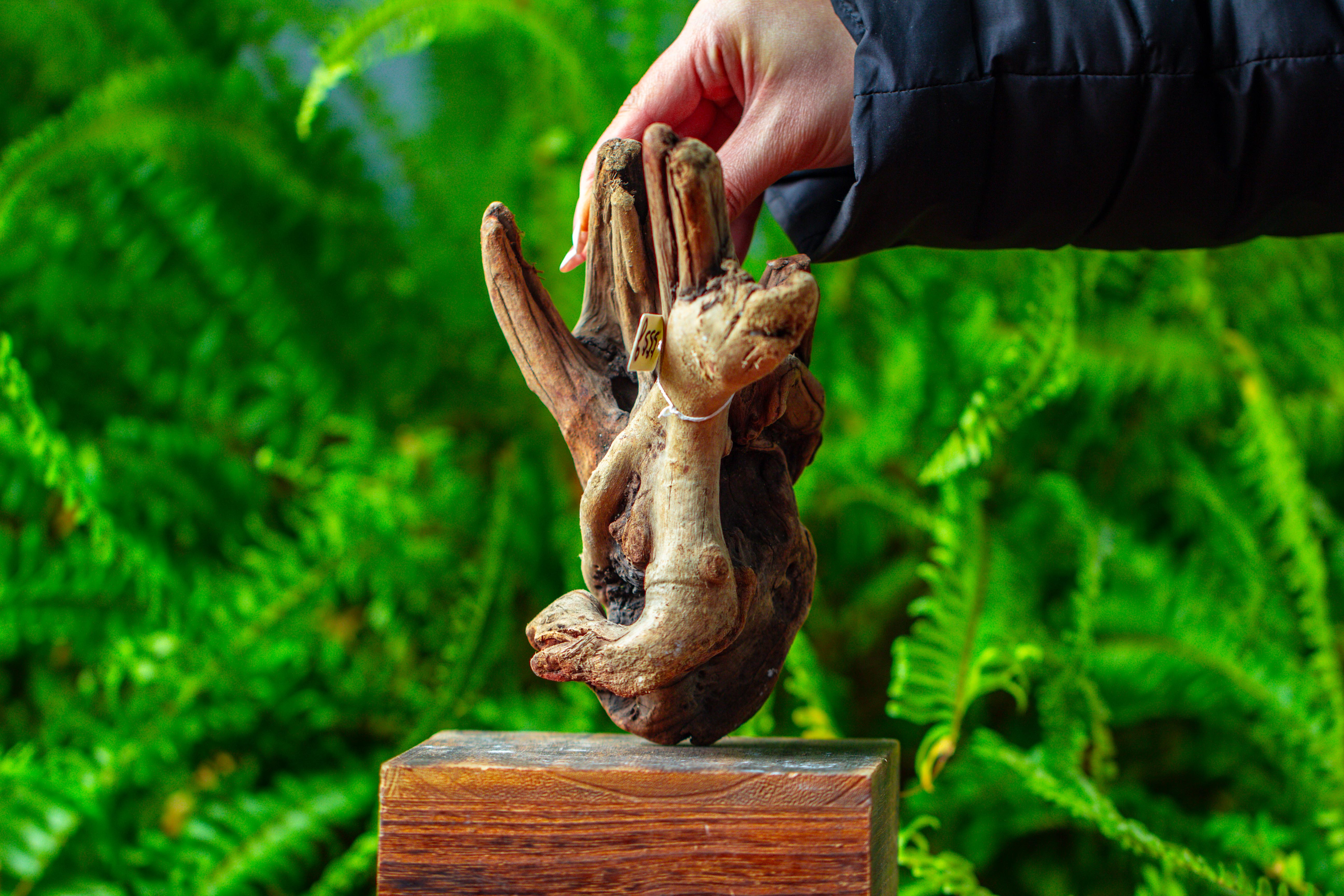 driftwood for moss terrarium, miniature, micro landscape,TS006 - NCYPgarden