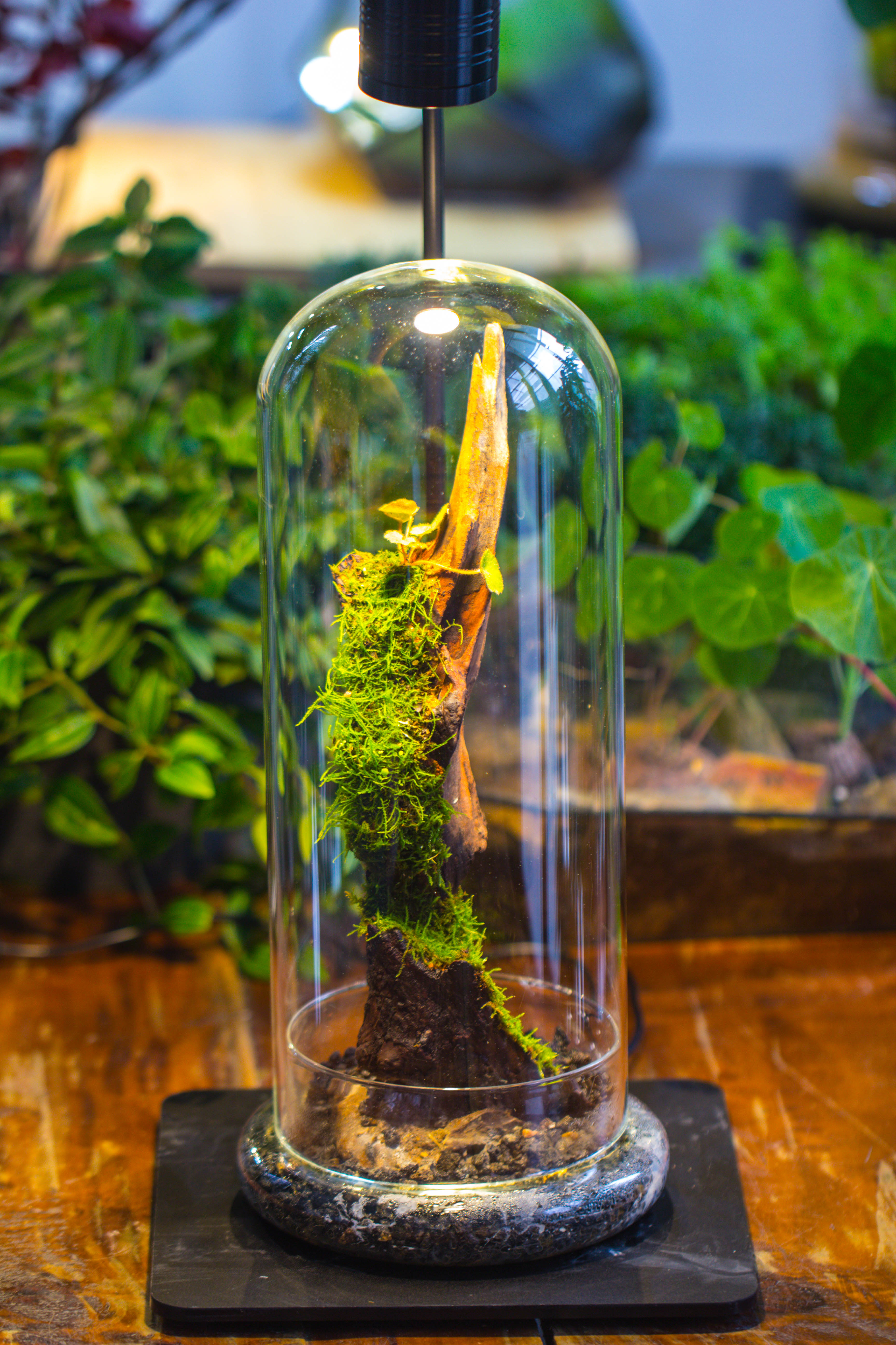 5W Warm White Black LED Grow Light adjustable with Black Matte Stand, or terrarium, moss, shade plants, Multi Size Available customizable    -39cm / 15.4 - NCYPgarden