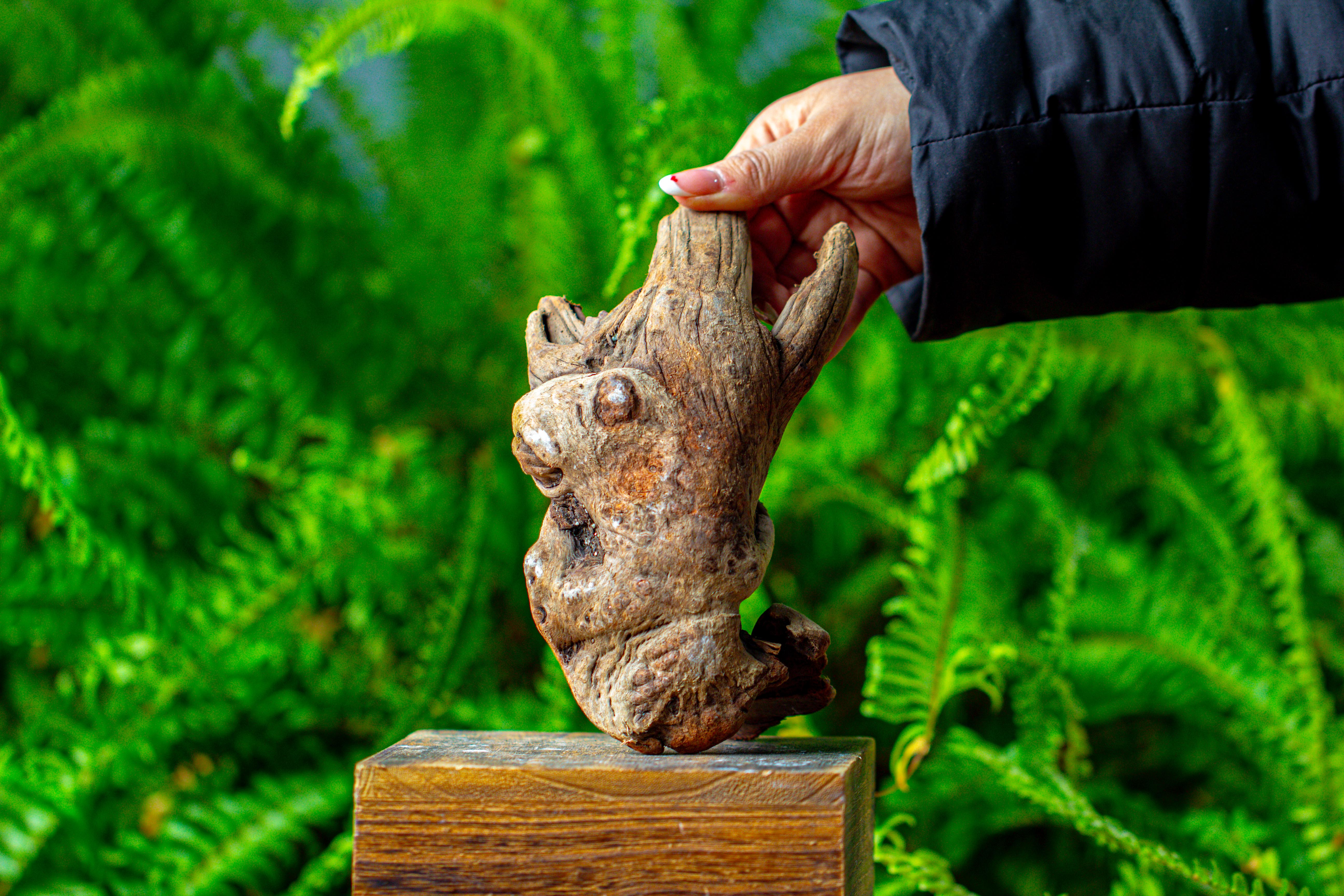 driftwood for moss terrarium, miniature, micro landscape,TS006 - NCYPgarden