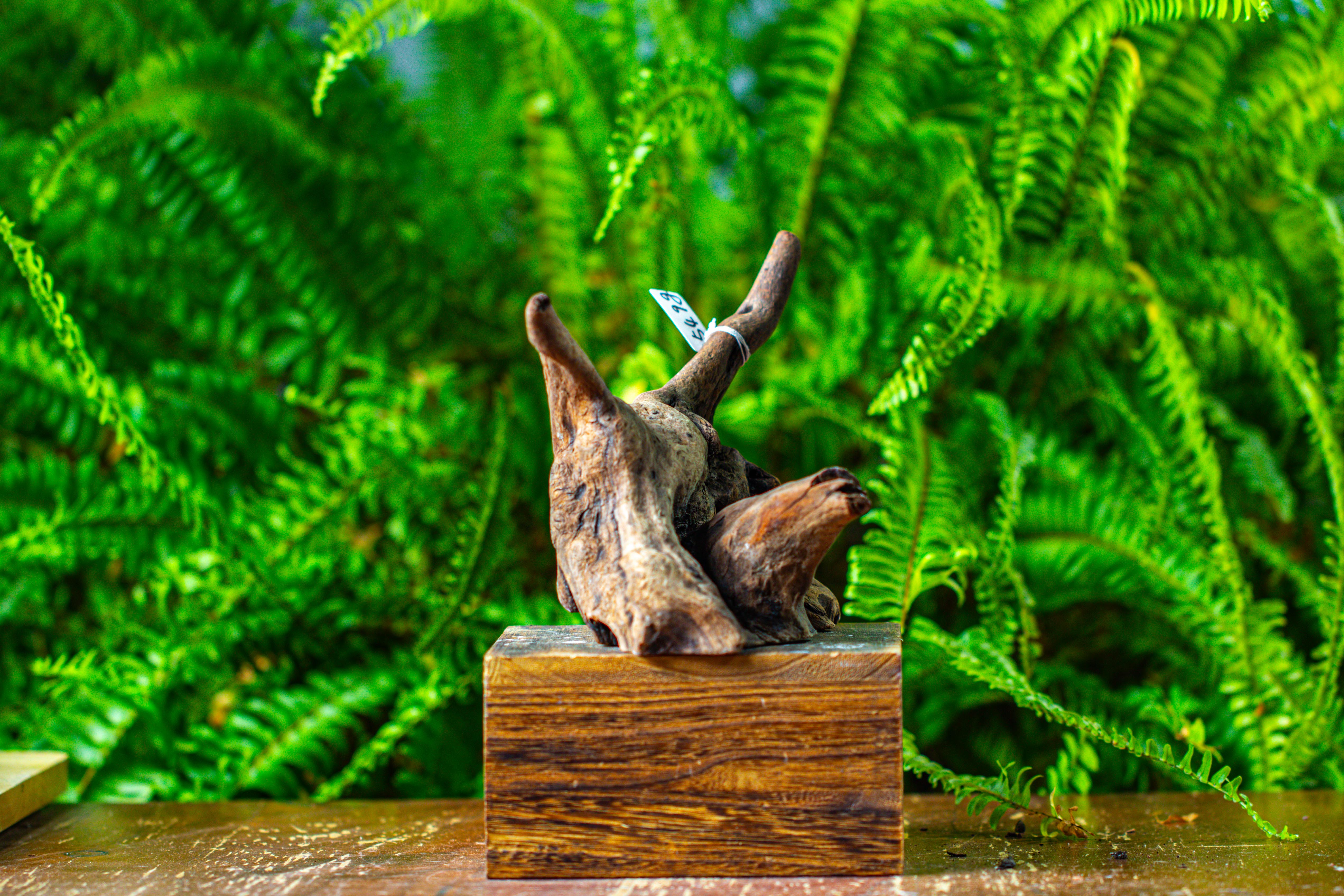 driftwood for moss terrarium, miniature, micro landscape,TS004 - NCYPgarden