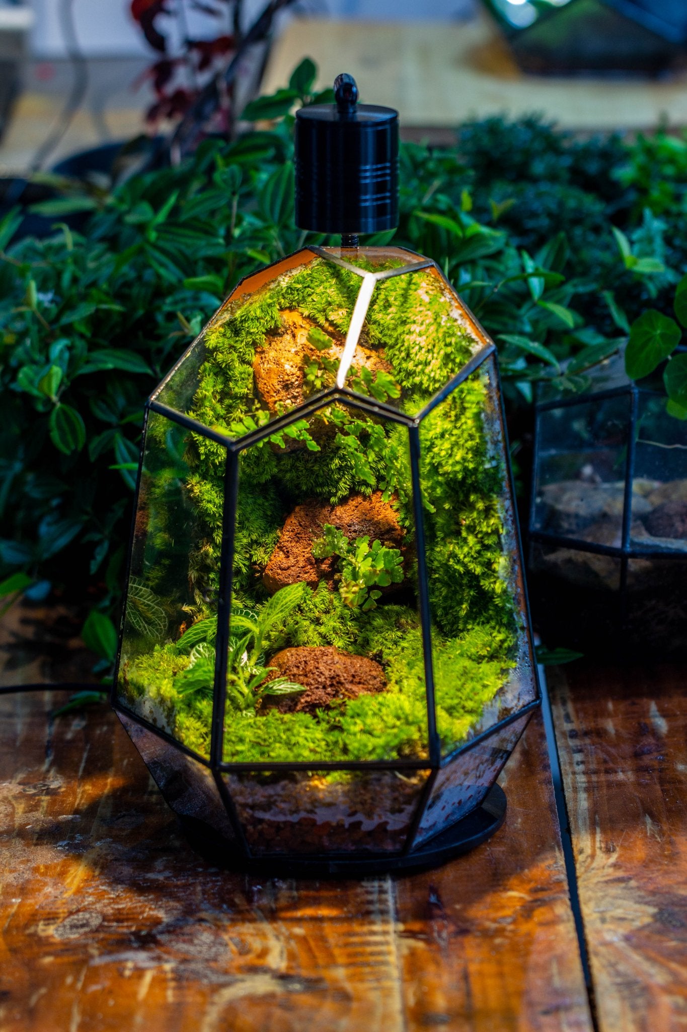 Rainforest terrarium Building DIY Set: Live Moss Wall Iregular Terrarium Building Kit with matching LED Grow Light and Base