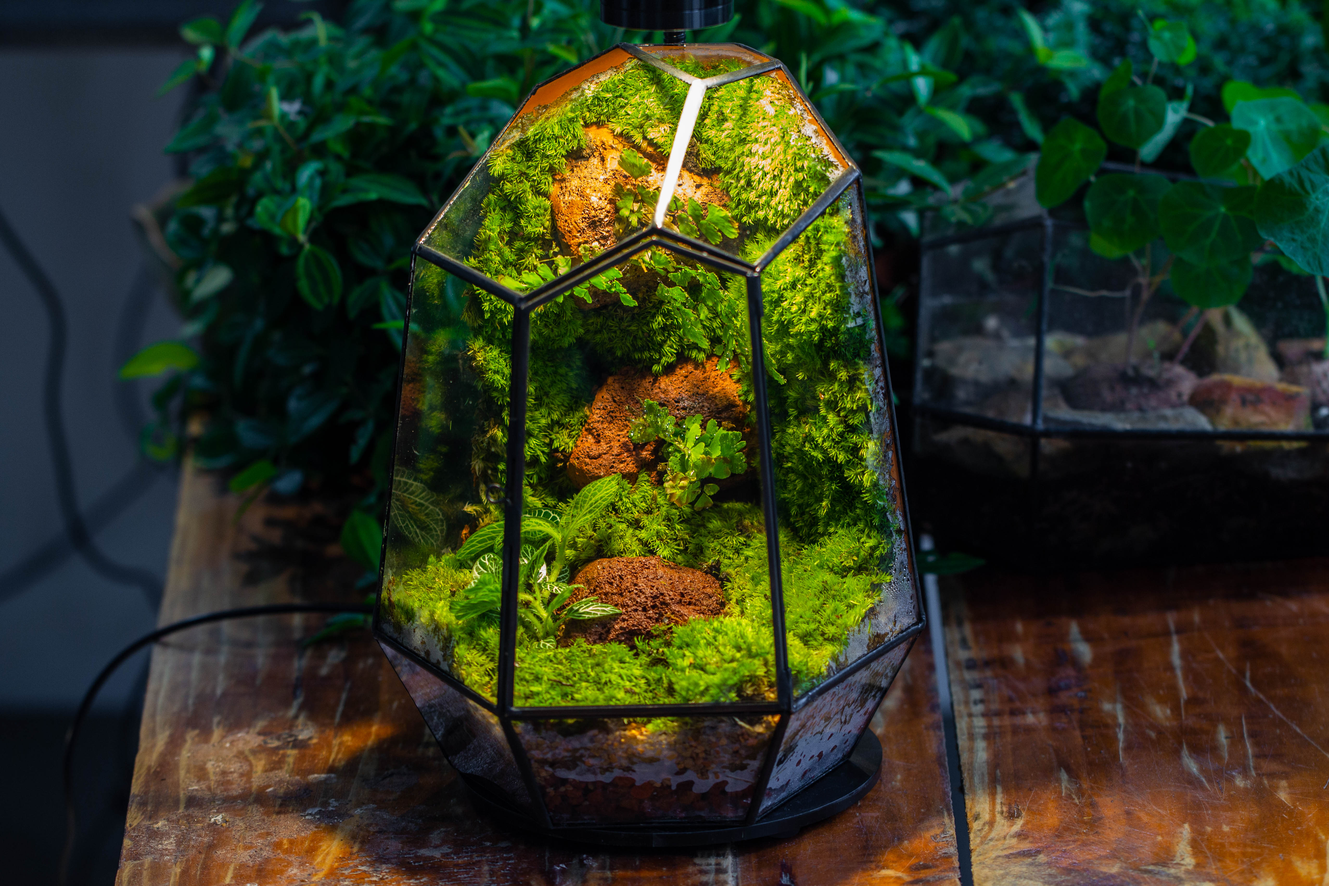 Rainforest terrarium project: Live Moss Wall Iregular Terrarium Building Kit with matching LED Grow Light and Base - NCYPgarden