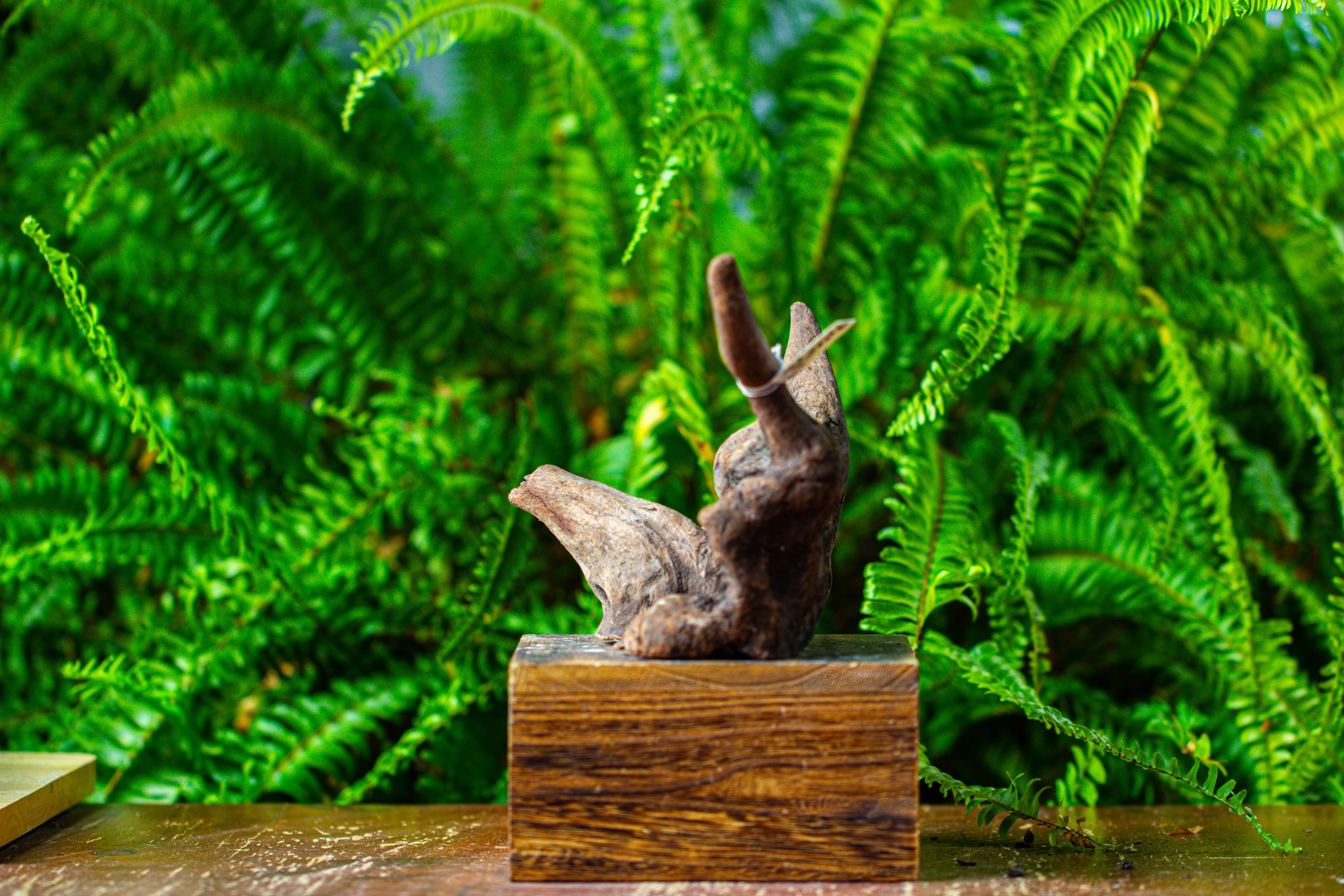 driftwood for moss terrarium, miniature, micro landscape,TS004 - NCYPgarden