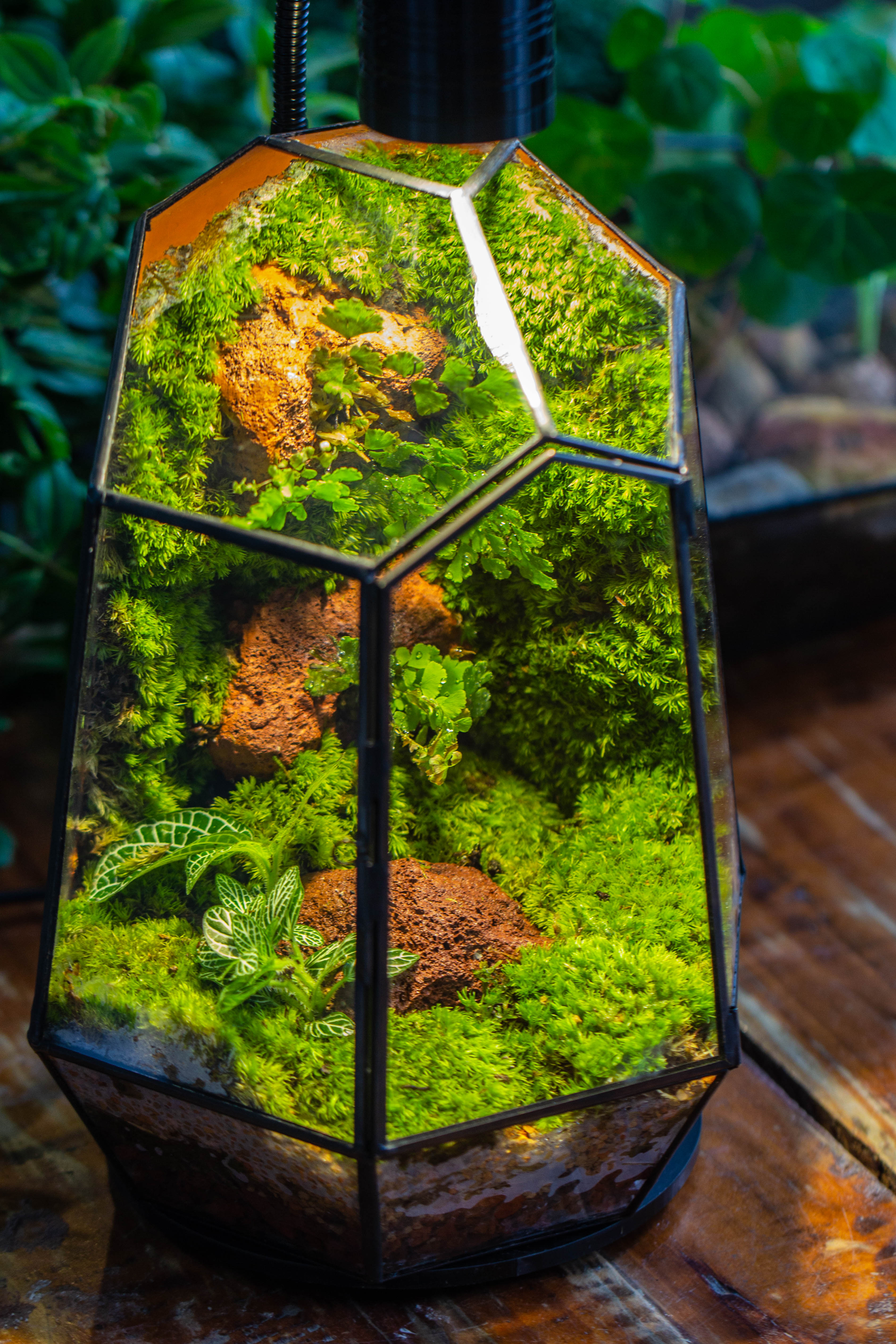 Rainforest terrarium project: Live Moss Wall Iregular Terrarium Building Kit with matching LED Grow Light and Base - NCYPgarden